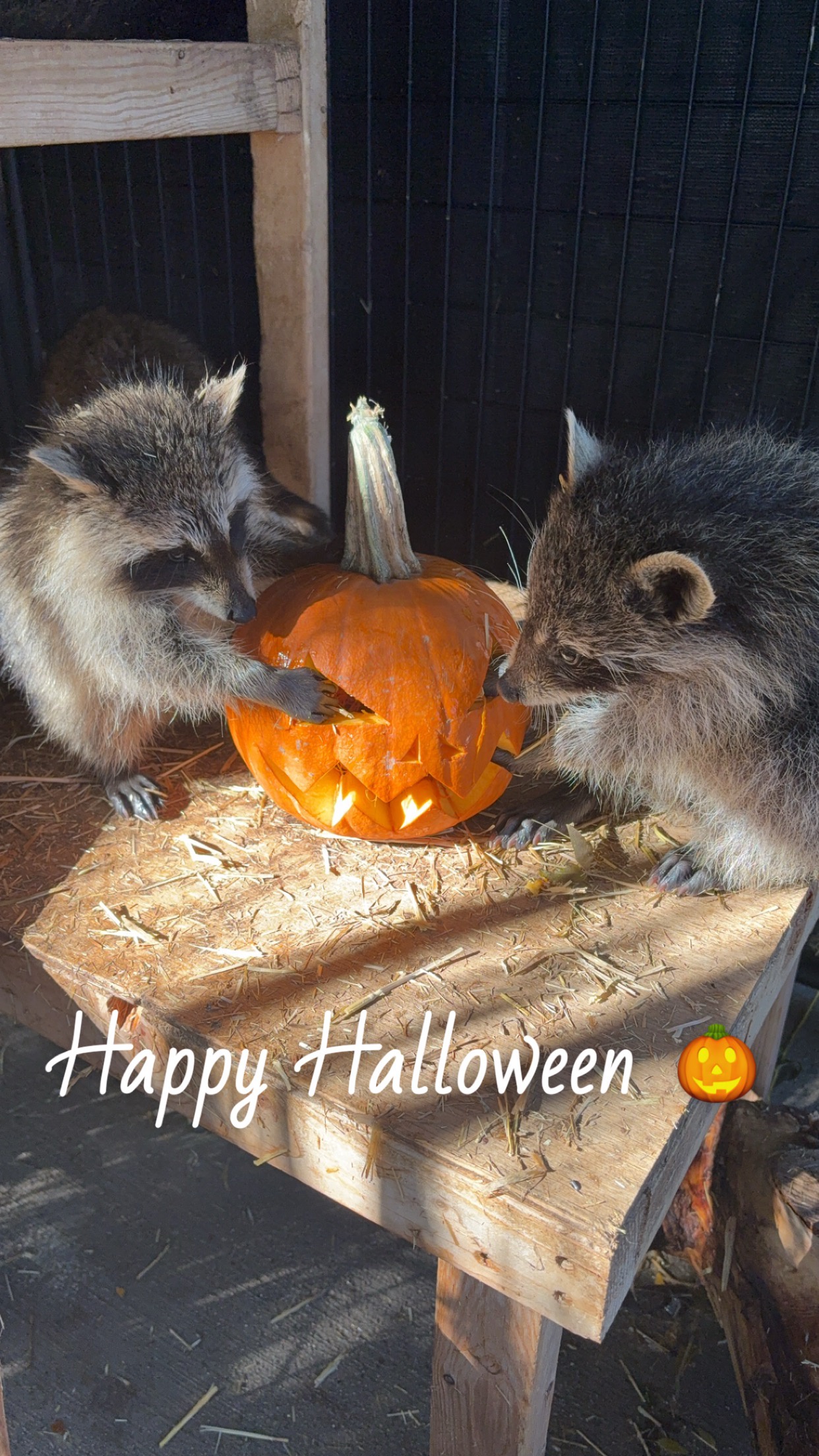 Happy Halloween Greetings from the SFR Wildlife Rehabilitation Center!