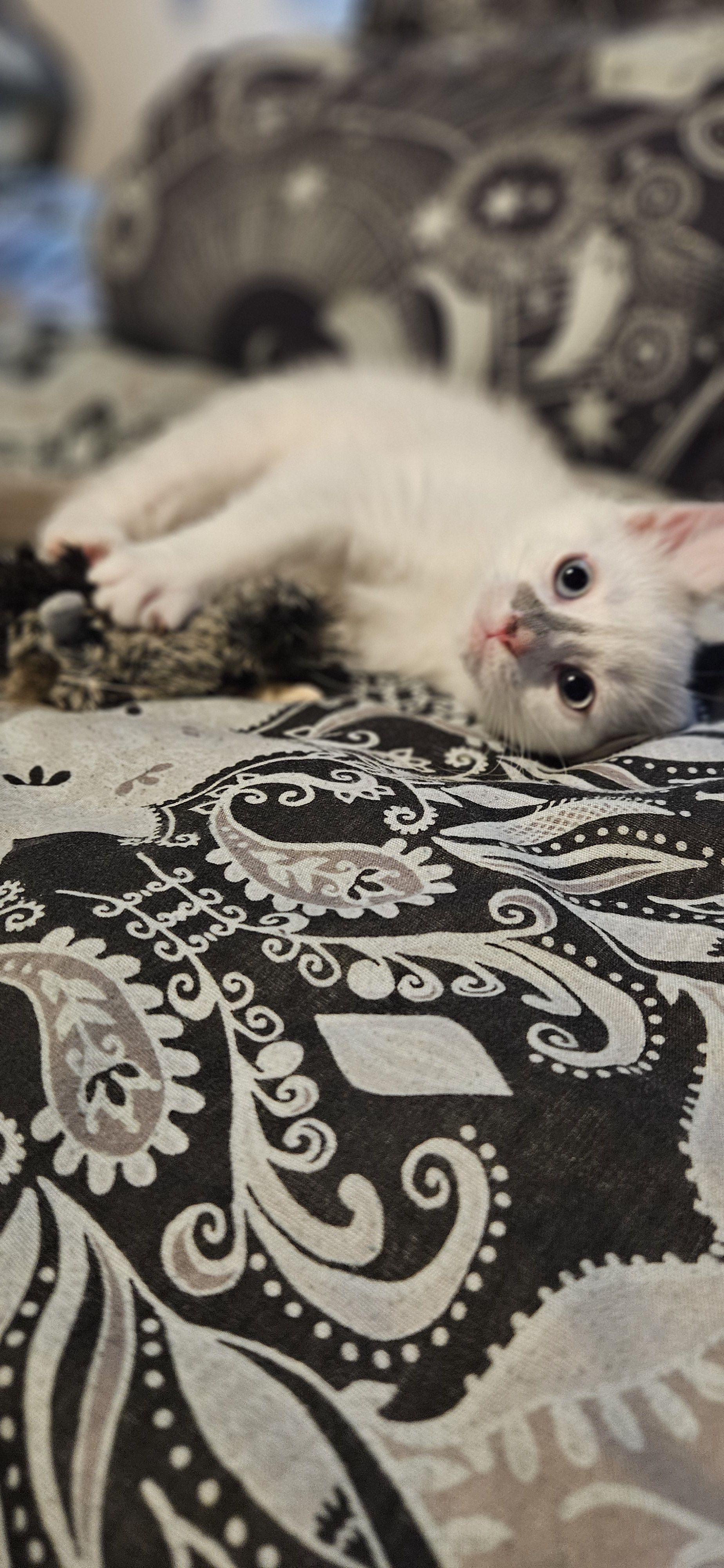Another Day, Another Adorable Kitten Update Featuring Shiro's Toebeans