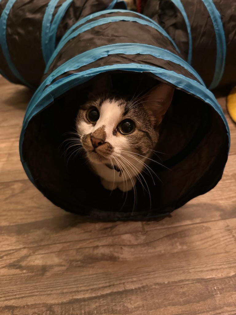 Meet Hazel, the beautiful cat with a charming personality!
