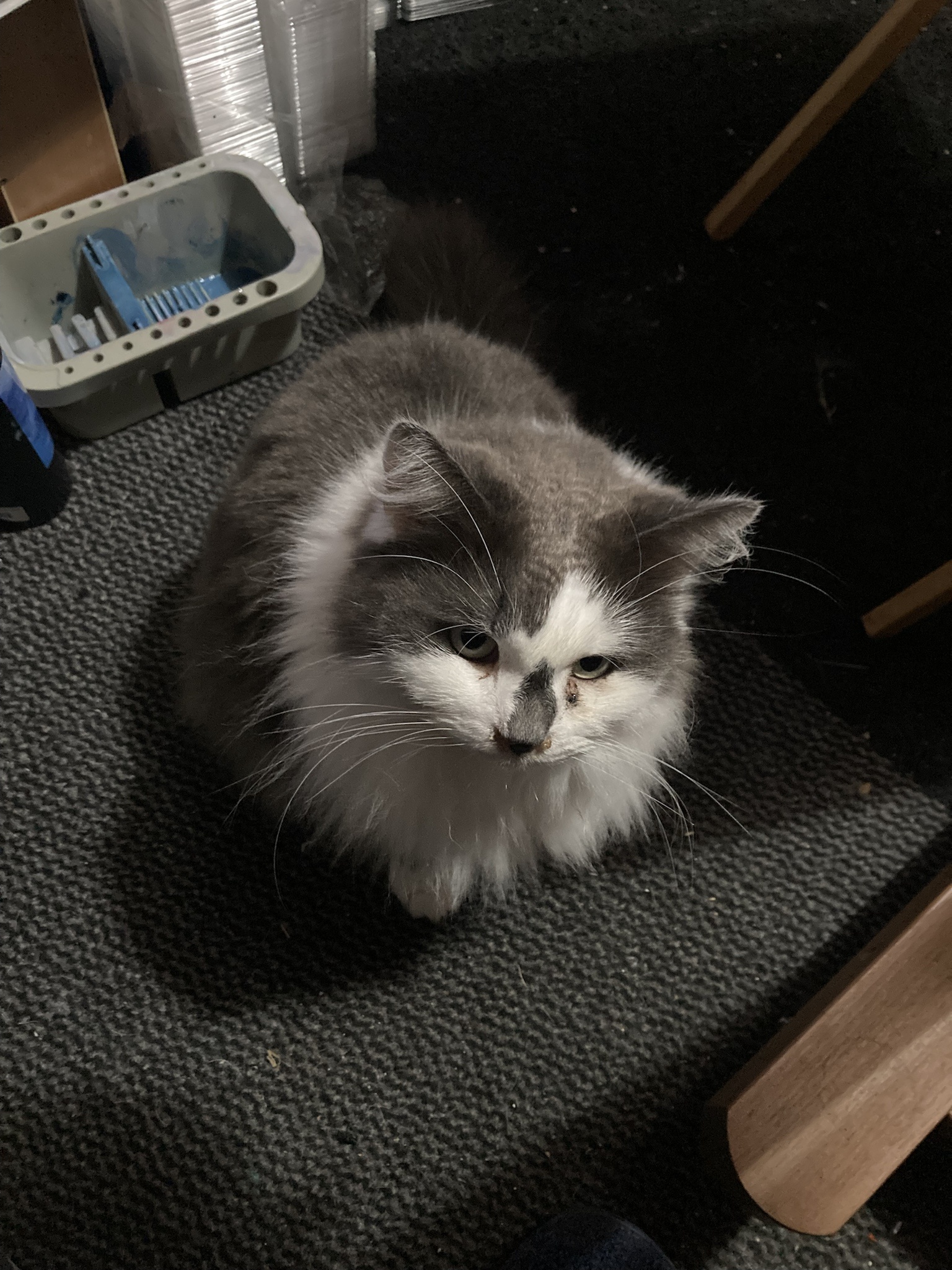 Life with Our Beloved House Kitties