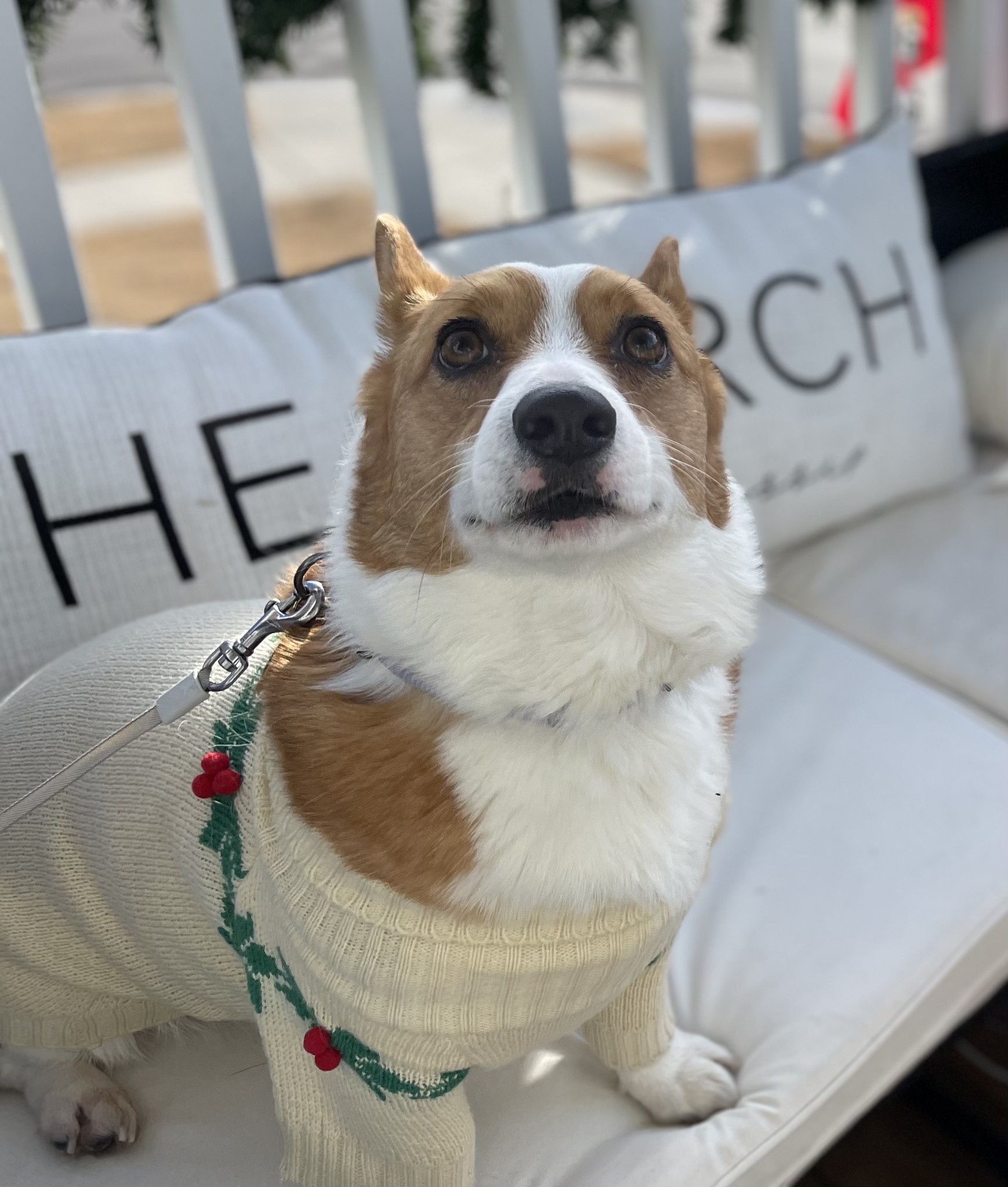 The cutest Christmas Corgi spreading holiday cheer!