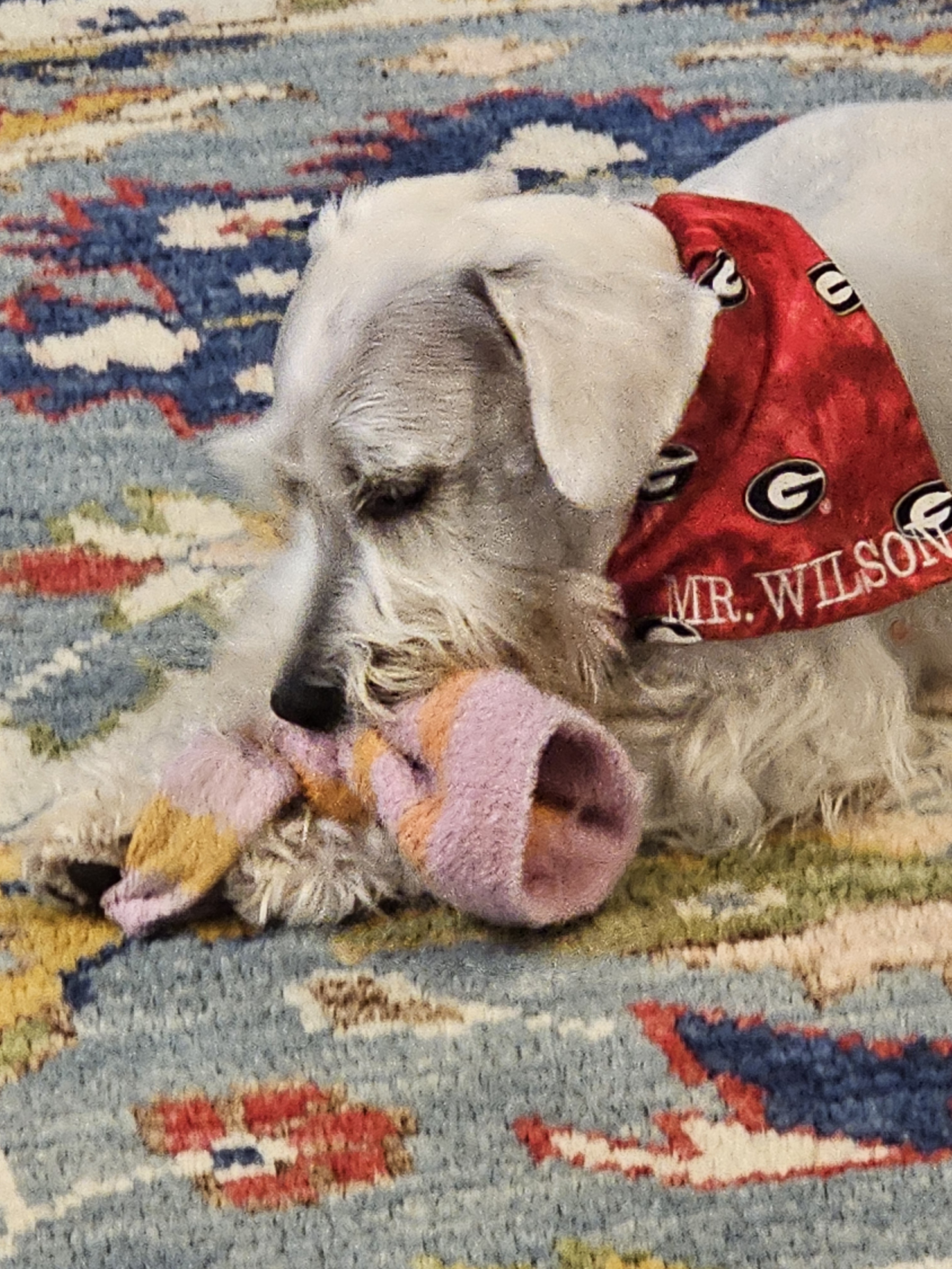 What’s a dog’s ultimate favorite way to travel?