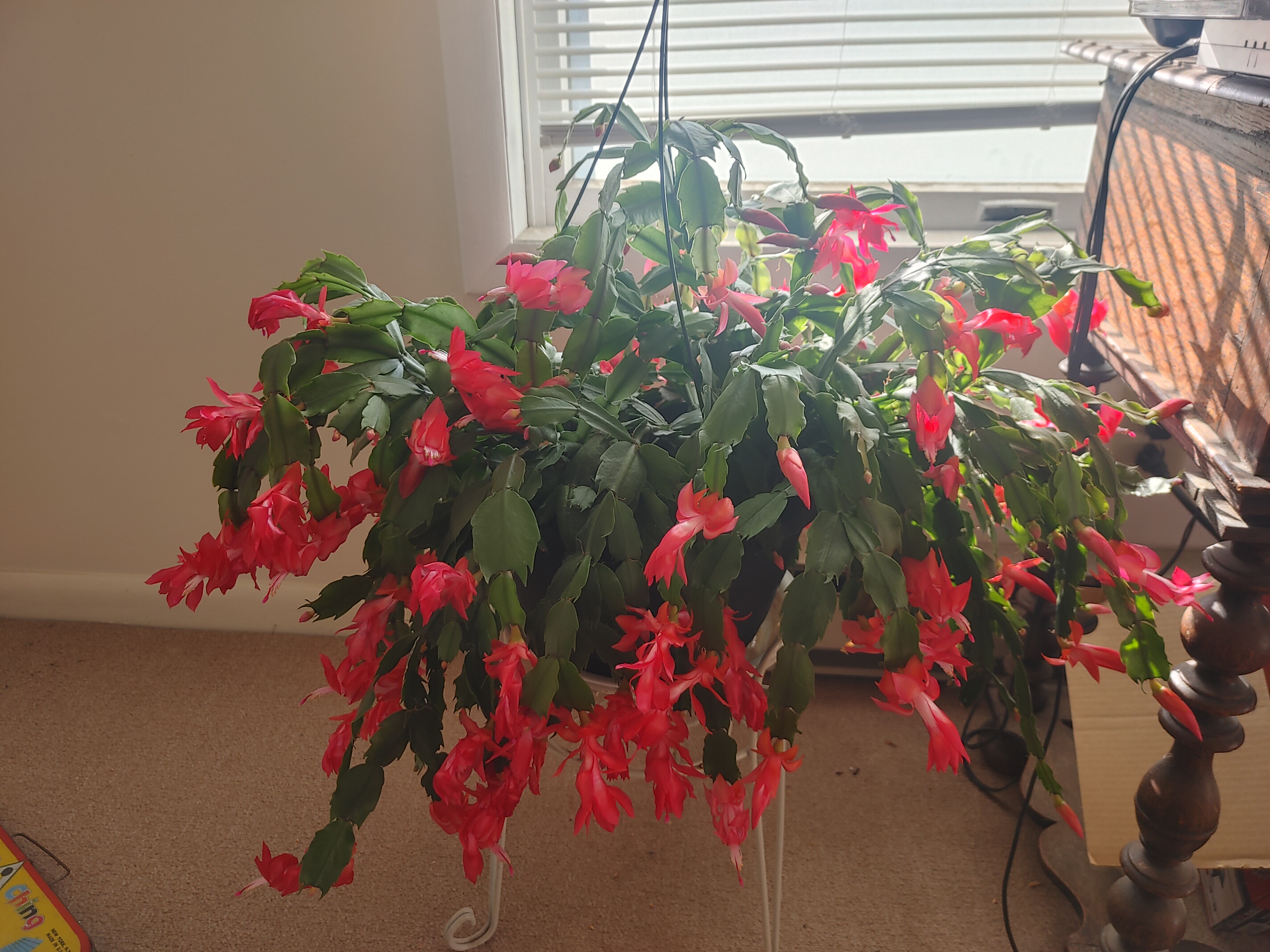 Thanksgiving Cactus: A Gift for RHM