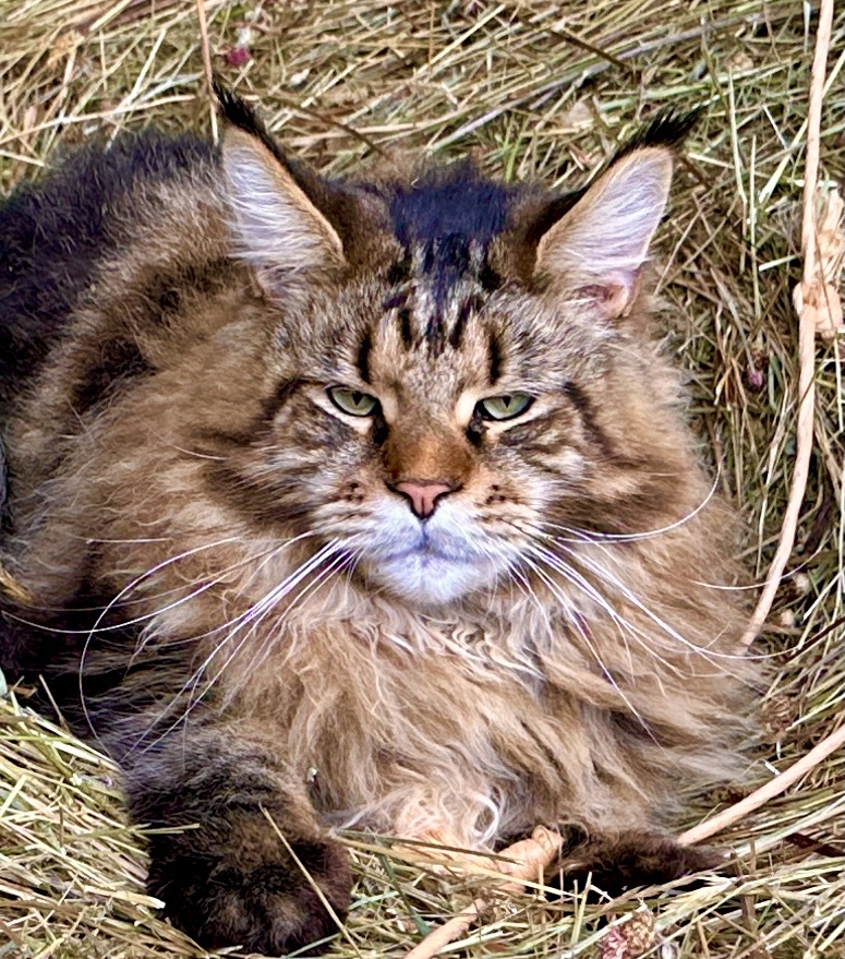Is that a Maine Coon Cat?