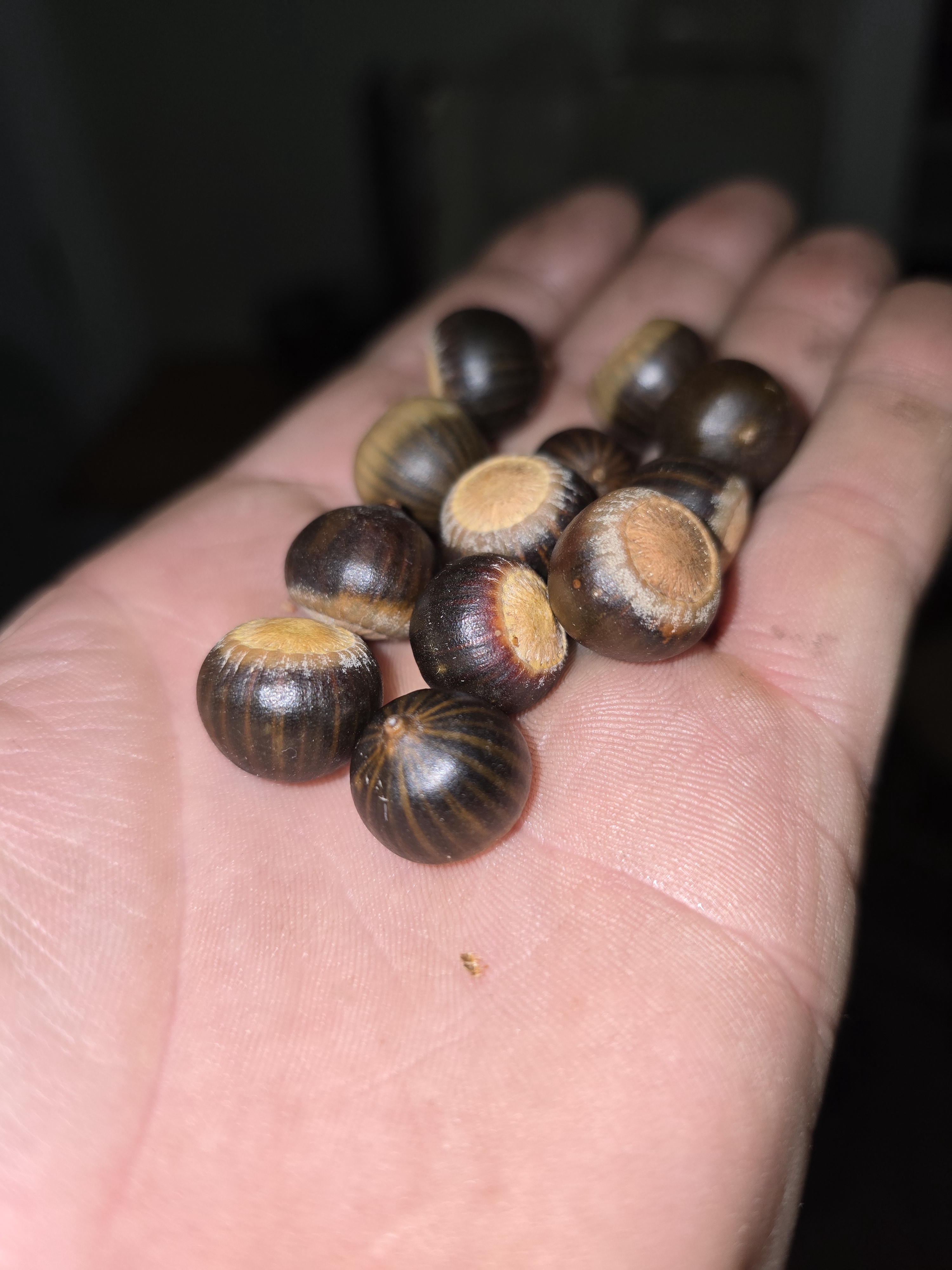 The Mighty Acorns Have Arrived!