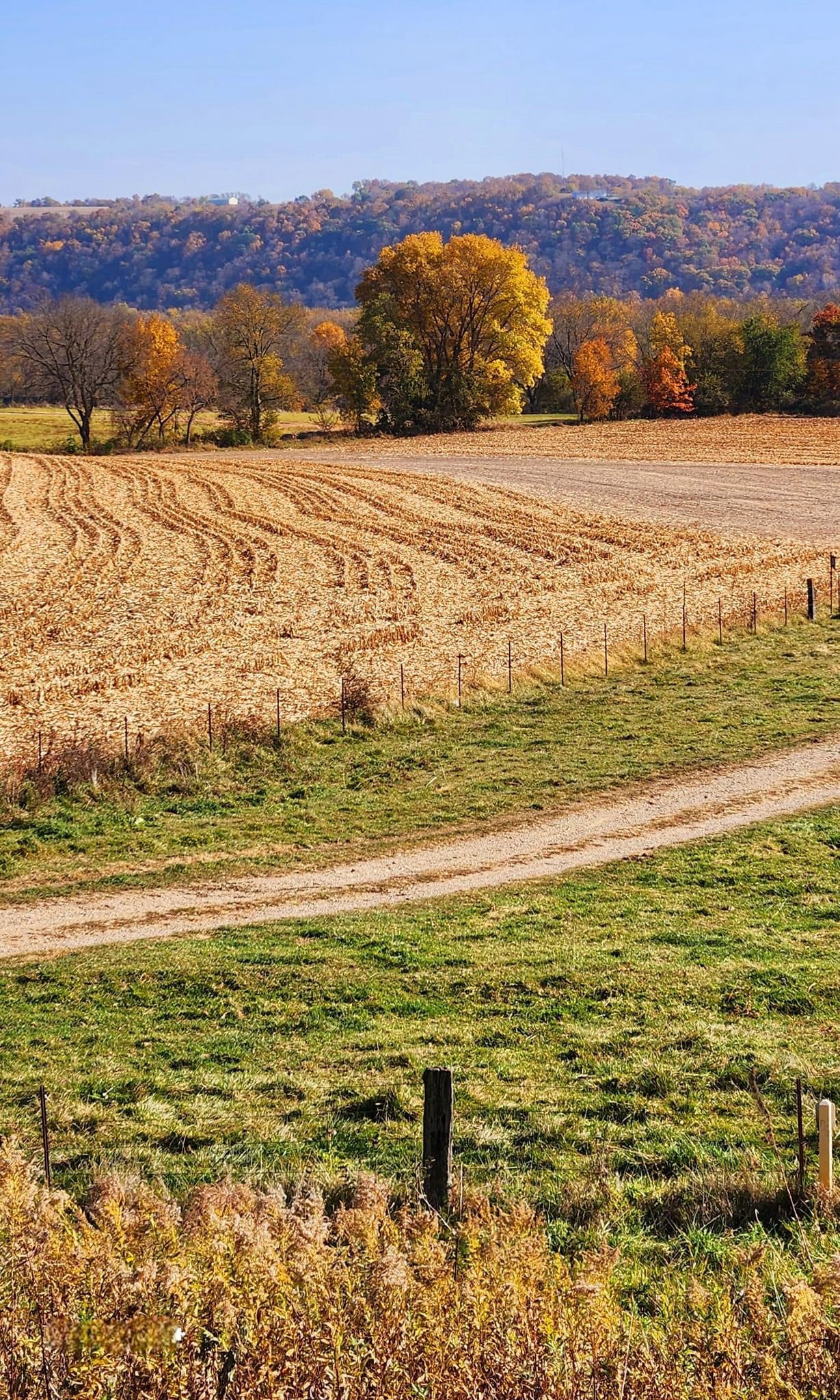 A Beautiful Autumn Field Captured in Time