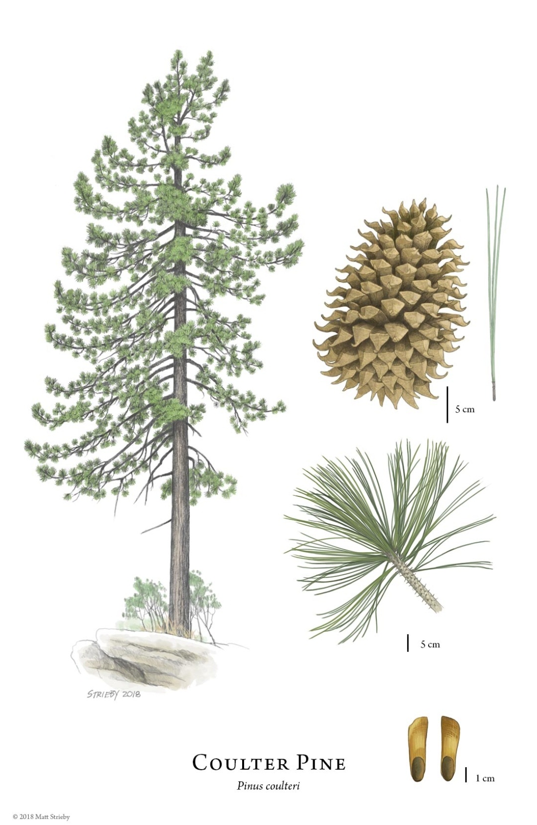 Discover the Coulter Pine: Home of the World's Largest Pinecones!
