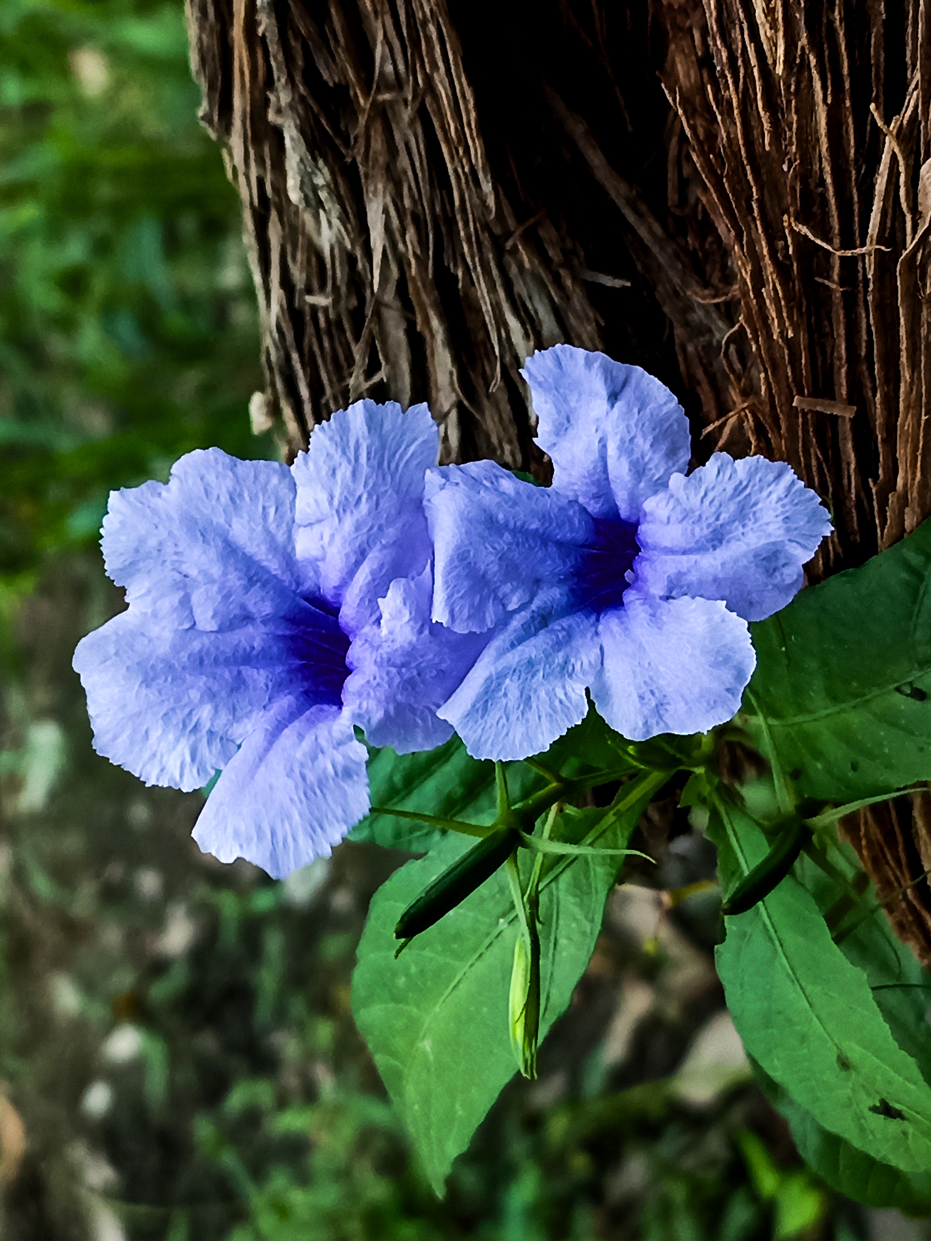 A Beautiful Bloom