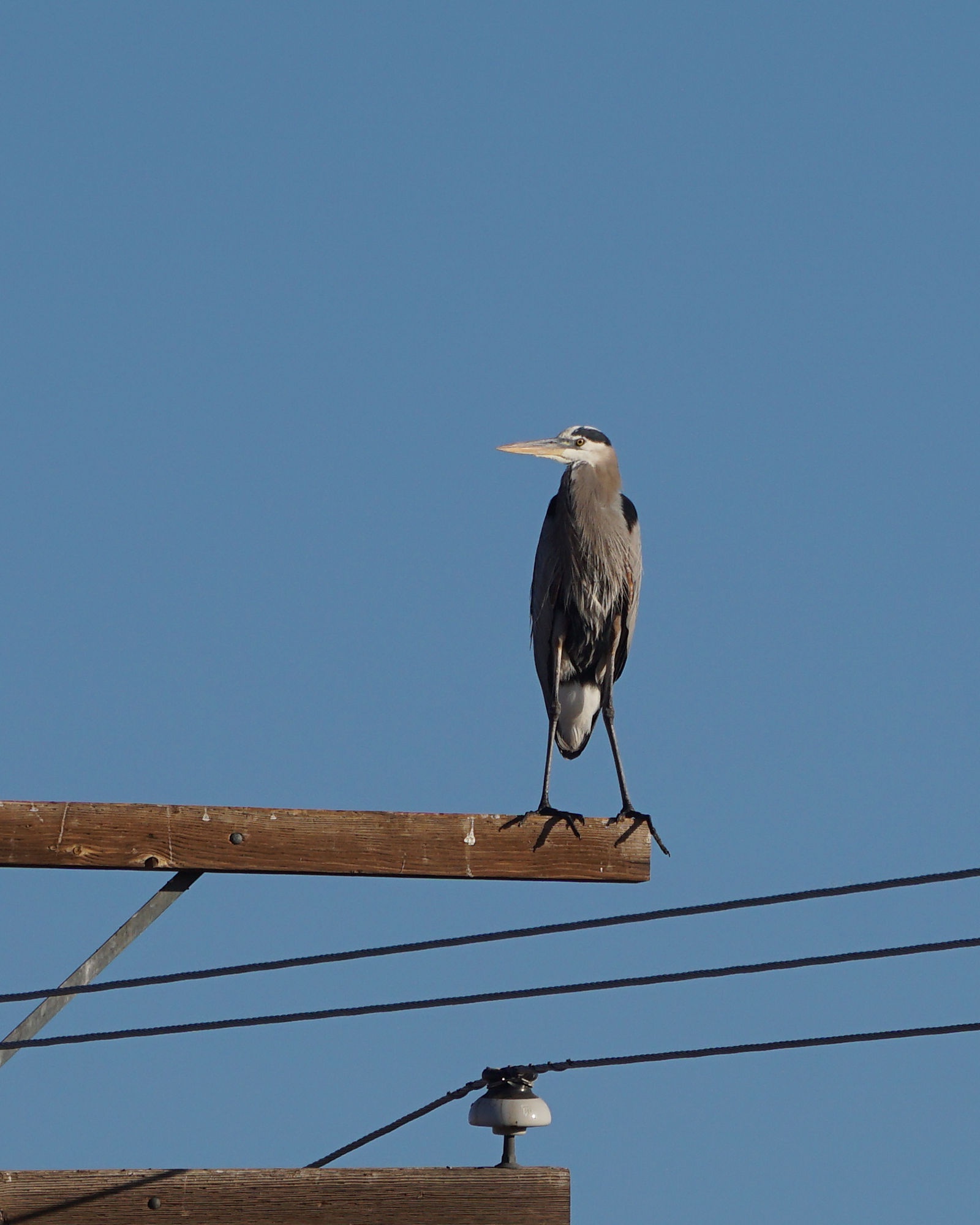 The Majestic Great Blue Heron in Action