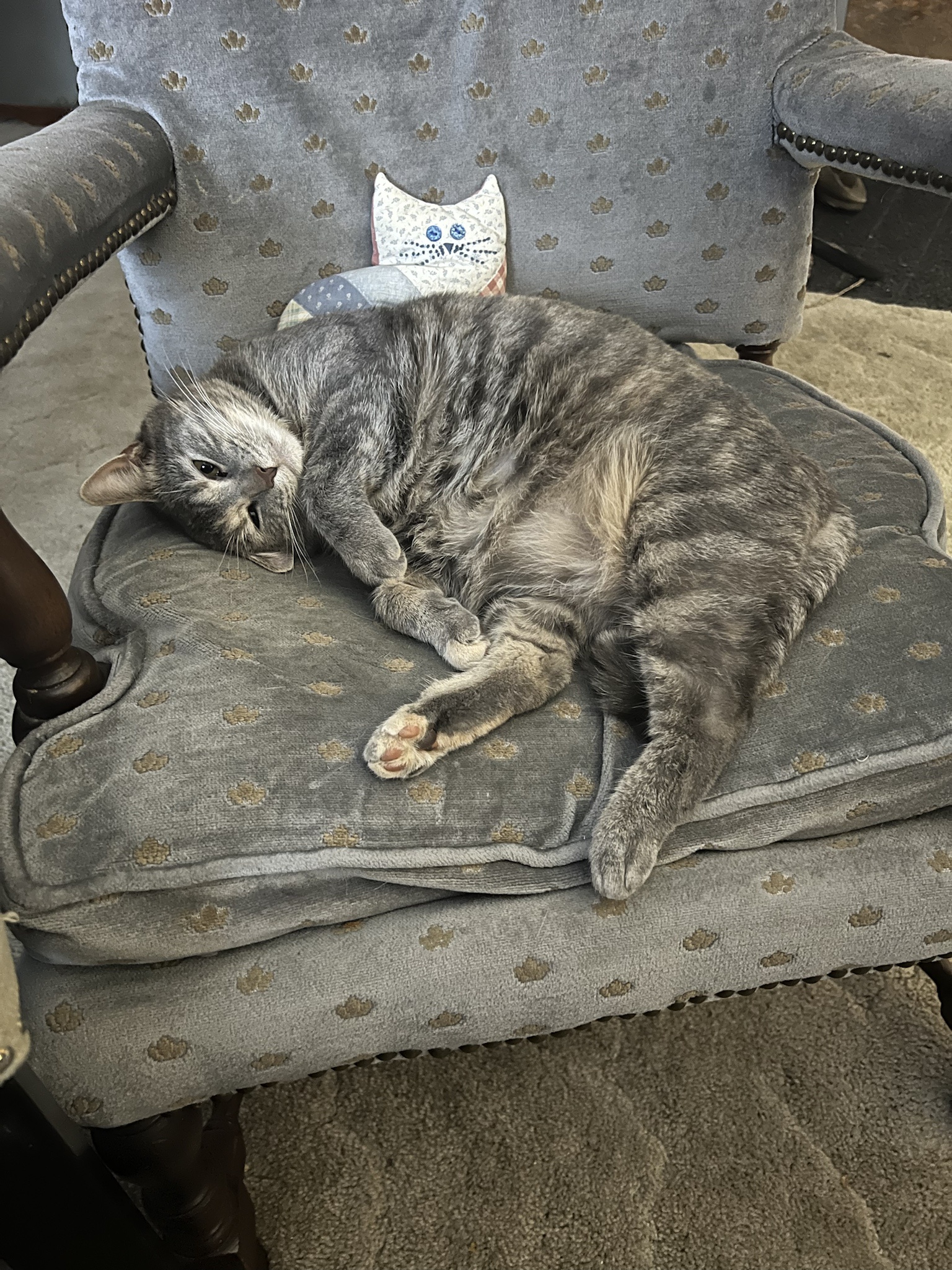 A daily dose of cat pictures to brighten your day.