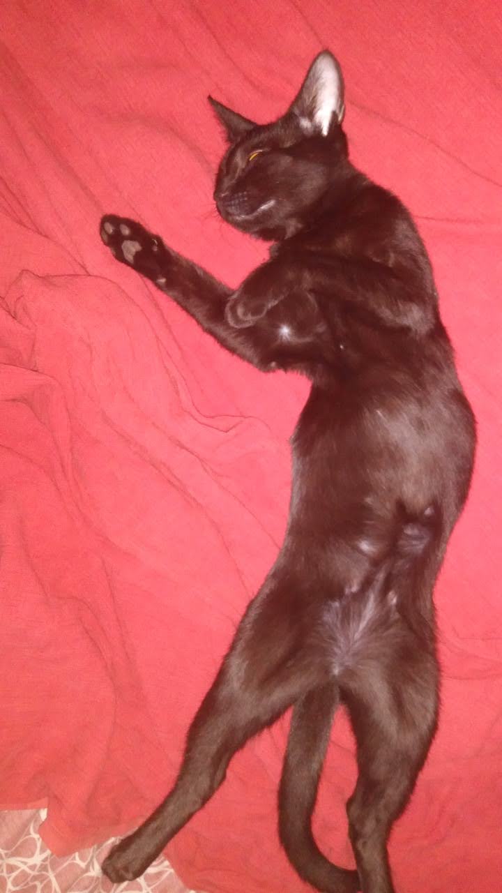 Just a few weeks after rescuing her, she’s already made herself at home—check out this adorable nap in dad's bed!