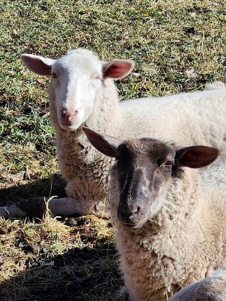 A Flock of Sheep in Action