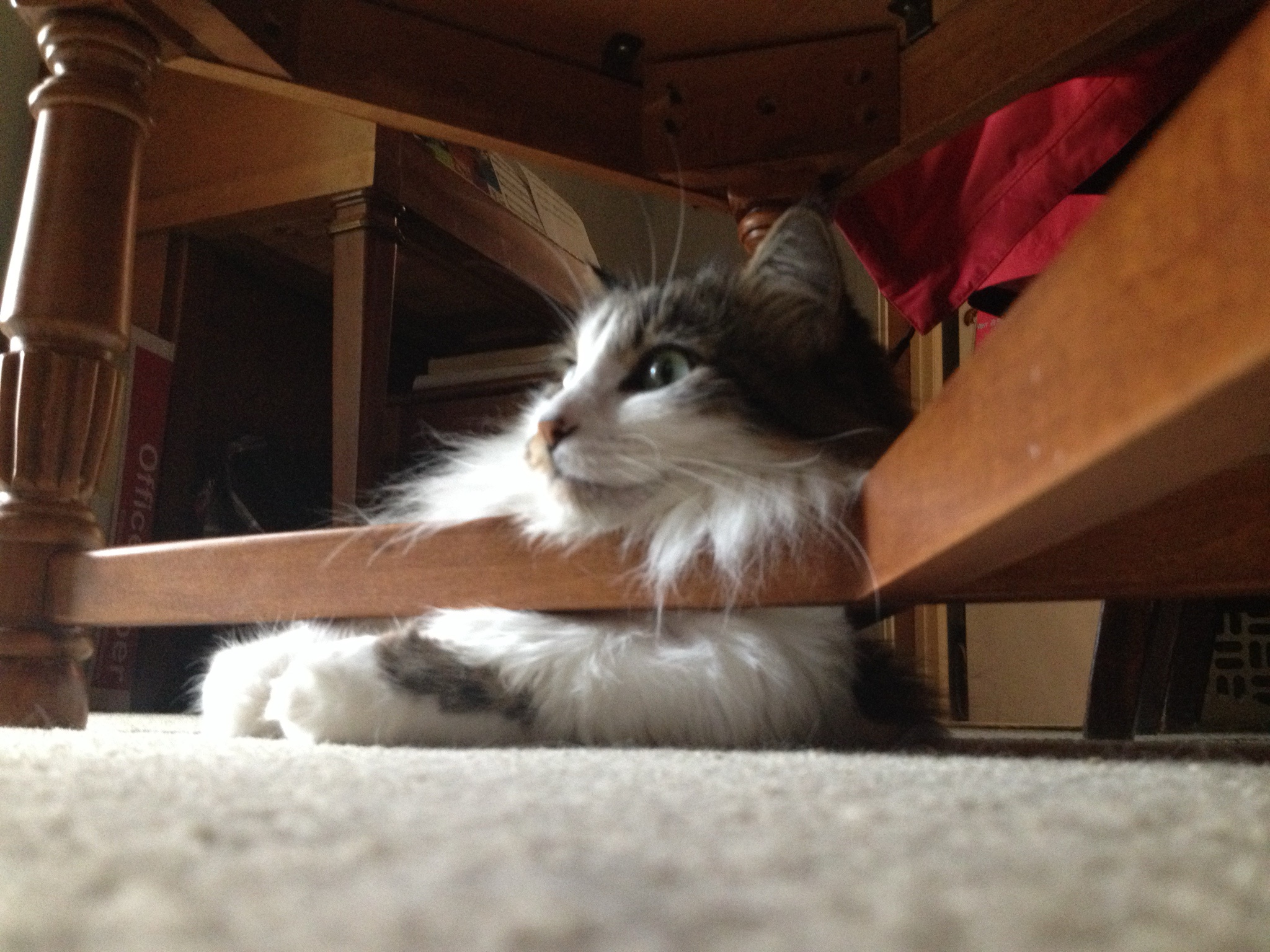 Overseeing the Christmas Decoration Extravaganza