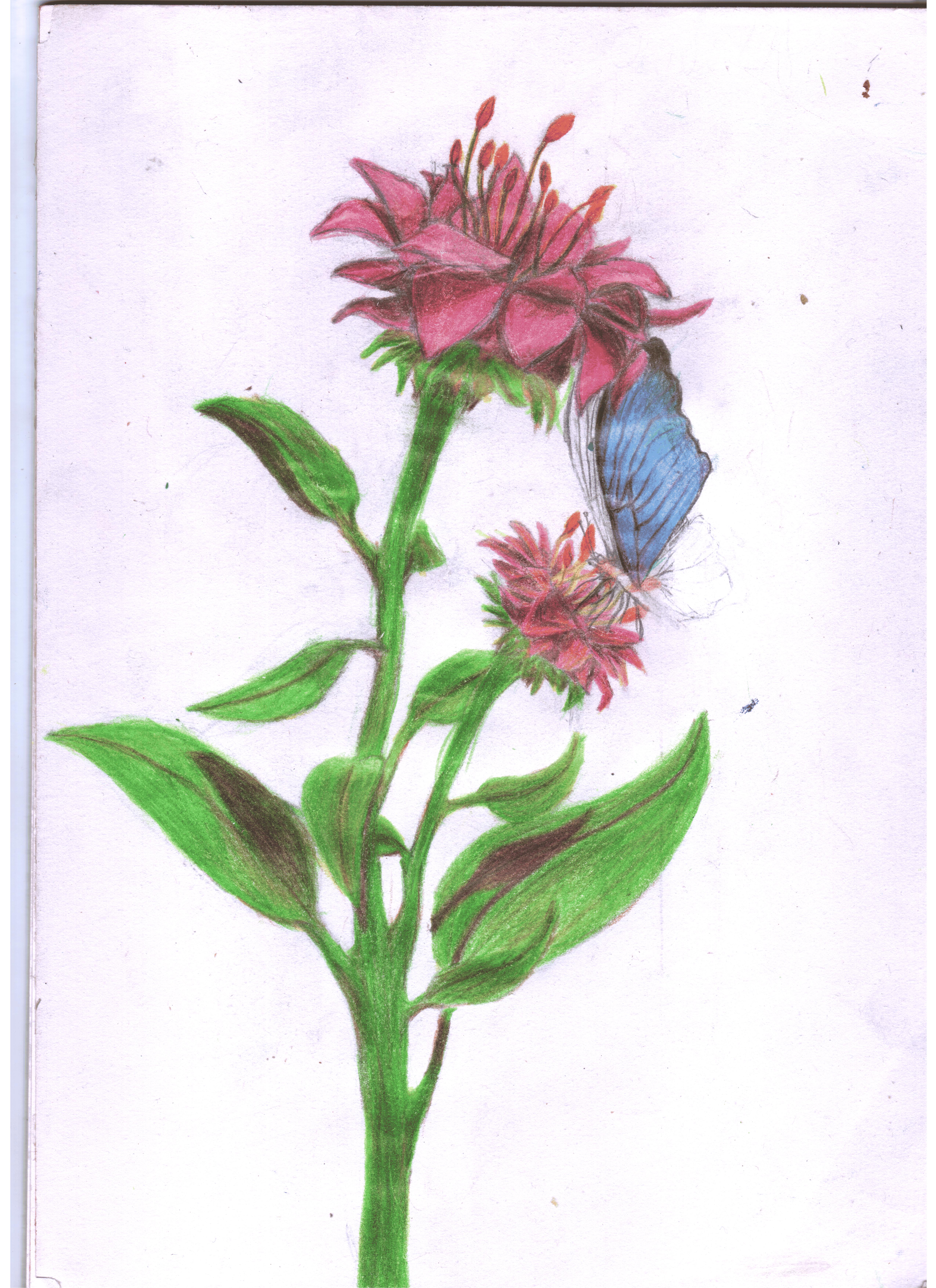 A Flower Drawing from Imagination (Klejdi Janora, 09-10/2024) - Still a Work in Progress