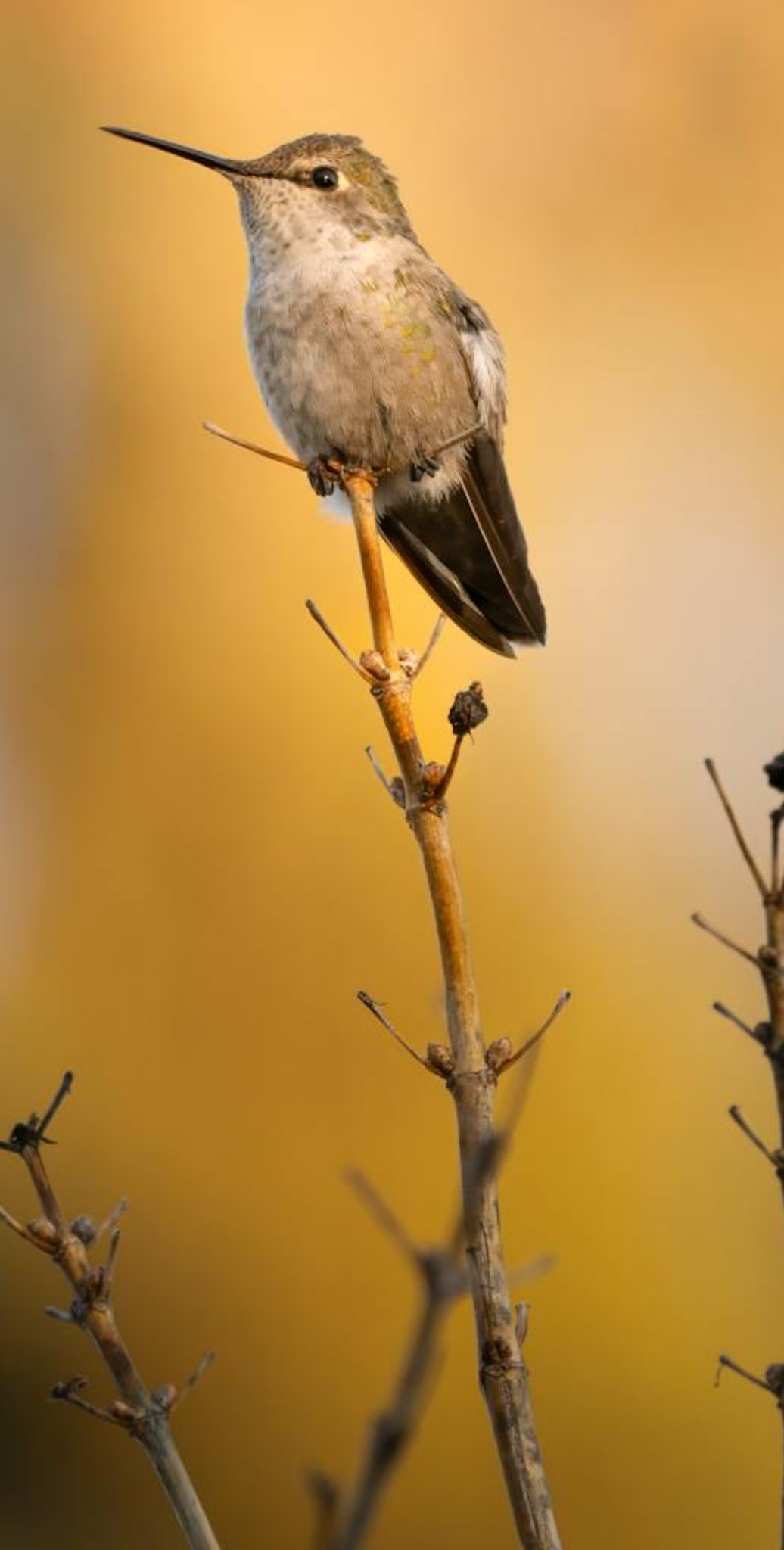 Hummingbird soaking up the last rays of sunlight.