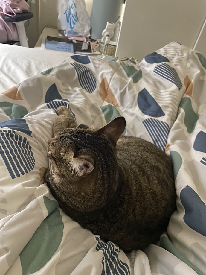 Adorable Cat Moments