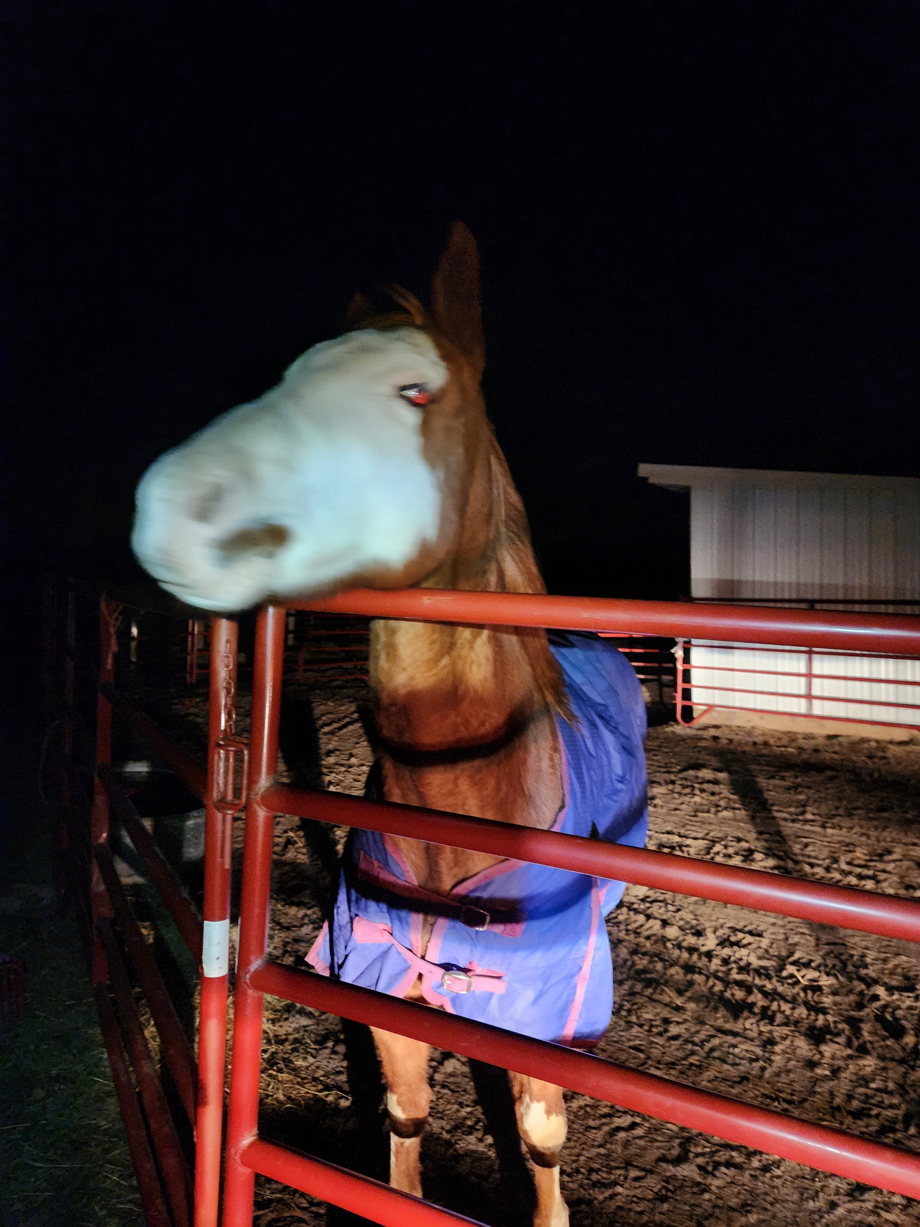 Winter Adventures in Equine Transport