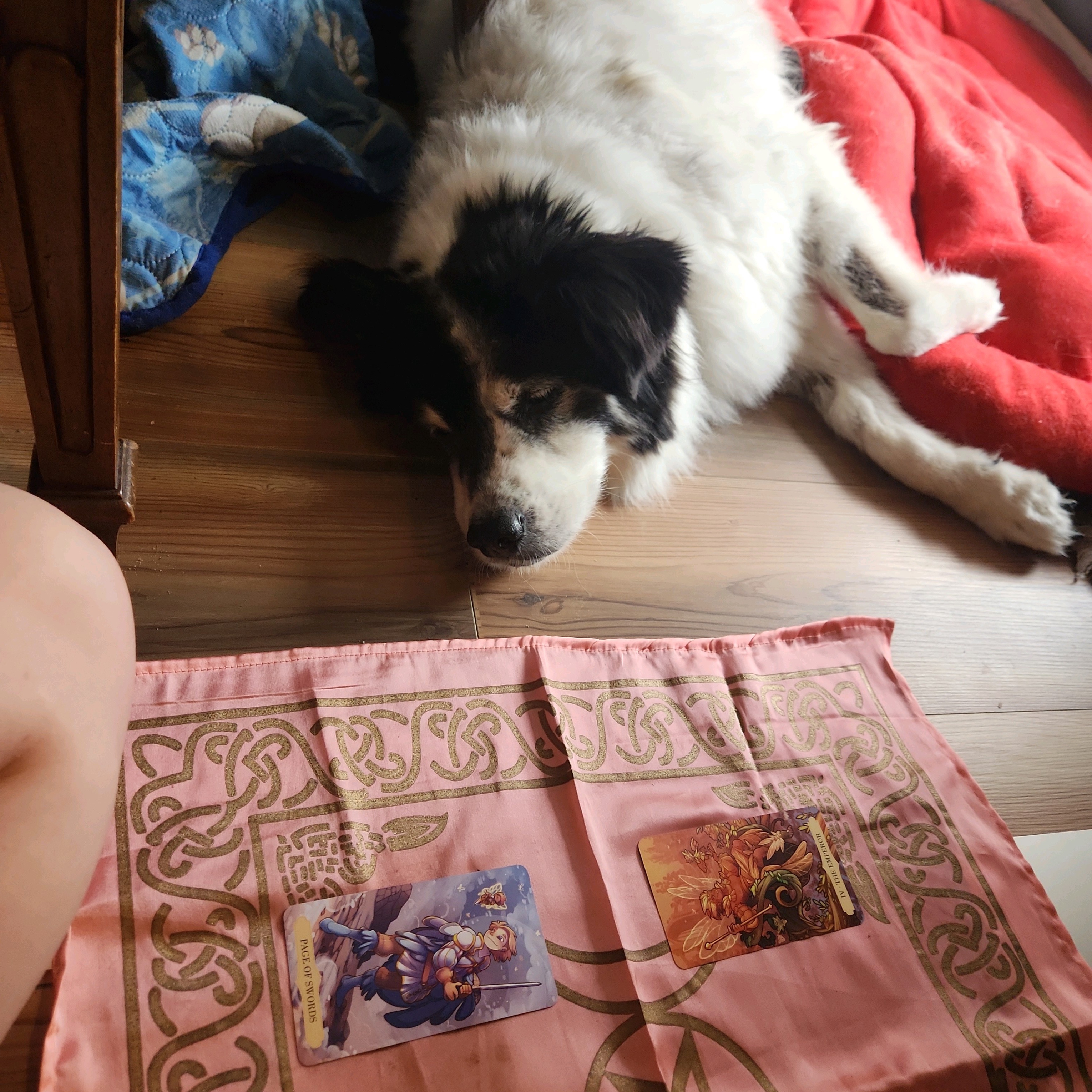 Bobo's Mystical Tarot Reading Experience