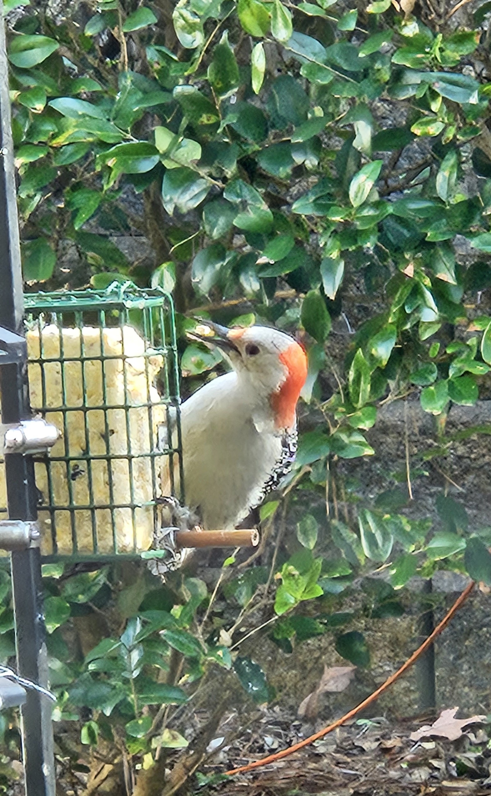 Woody's Delightful Visit to the Bird Feeder!