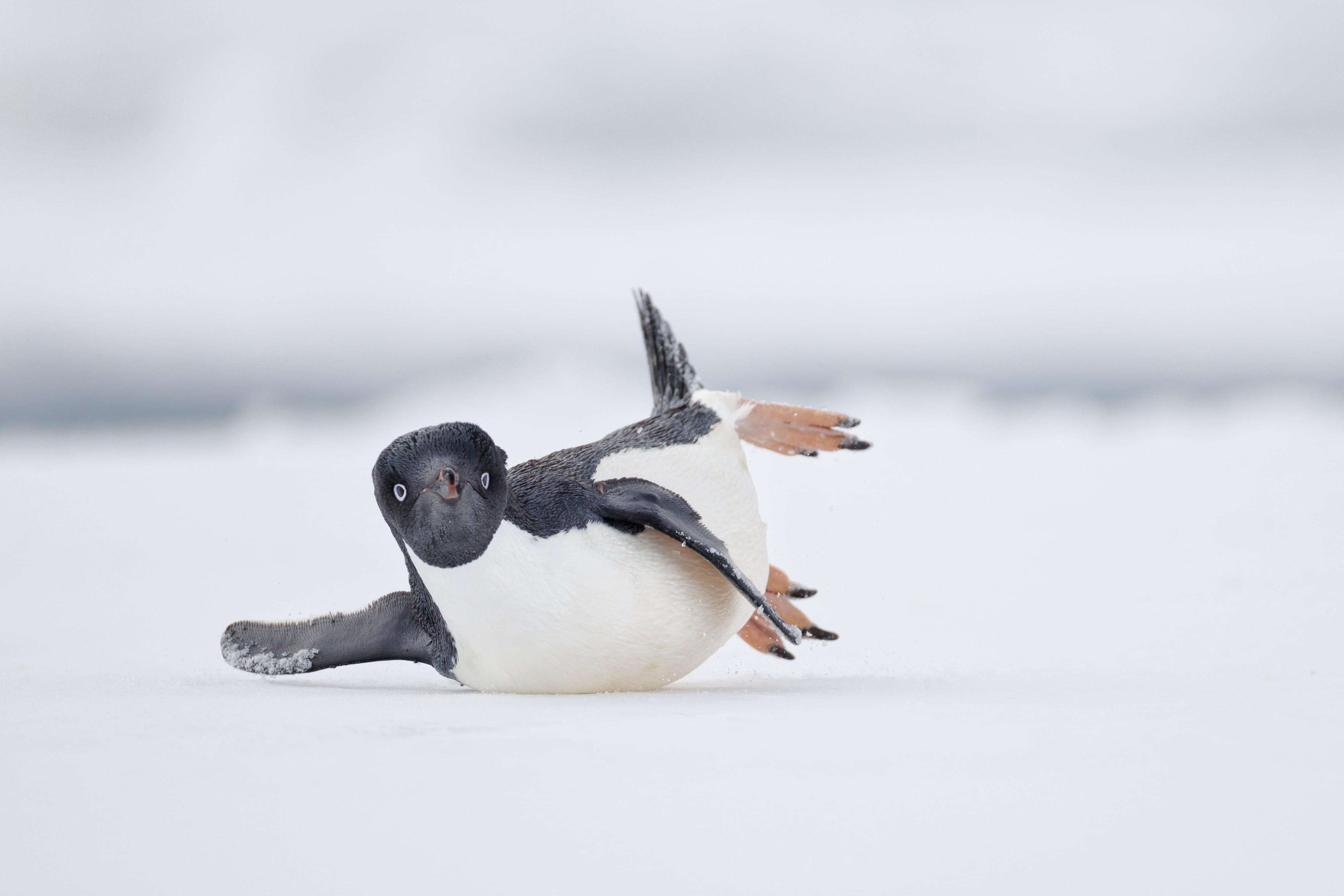 A Contemporary Dancer in Motion