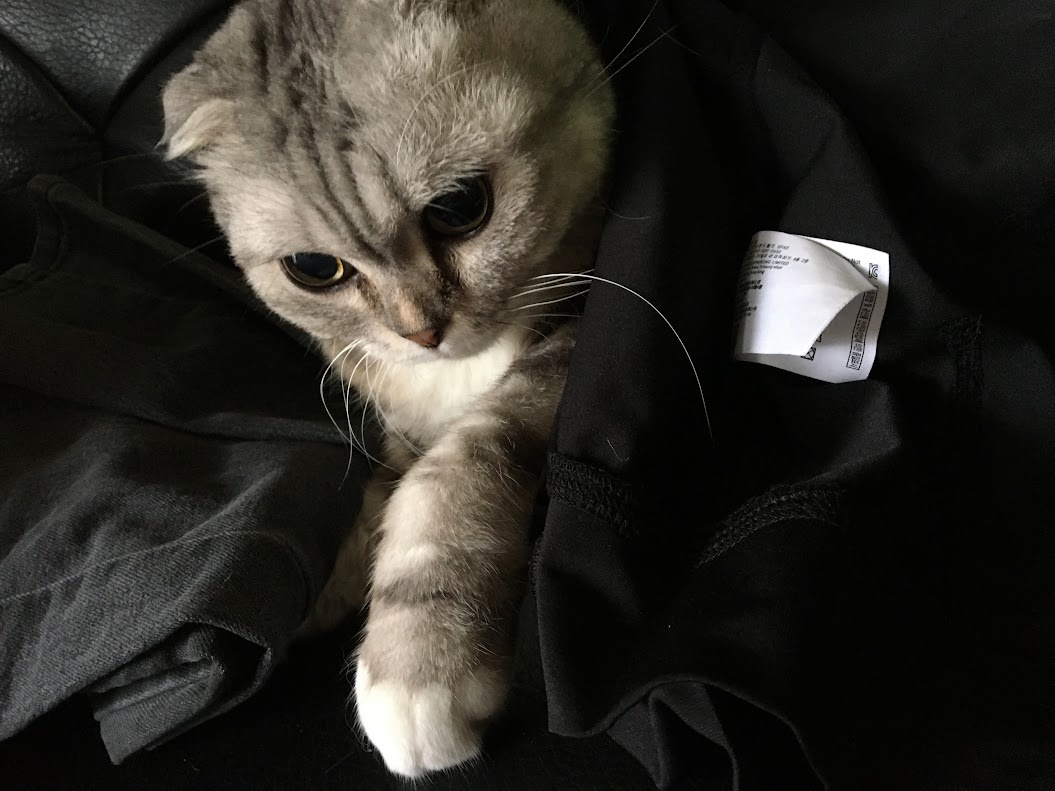 Adorable Cat Moments That Will Melt Your Heart