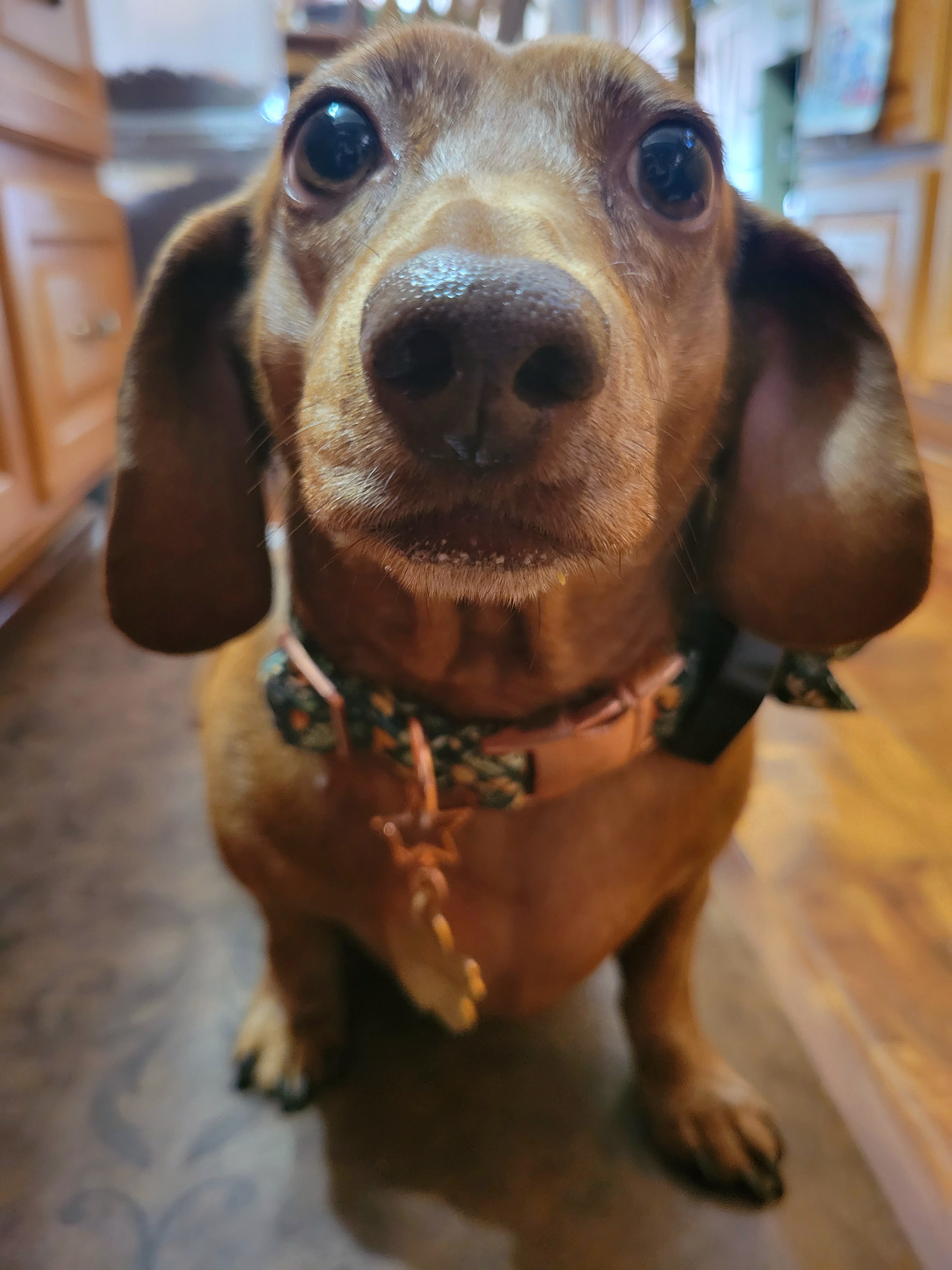Meet My Adorable Pup, Tiger Lilly #708