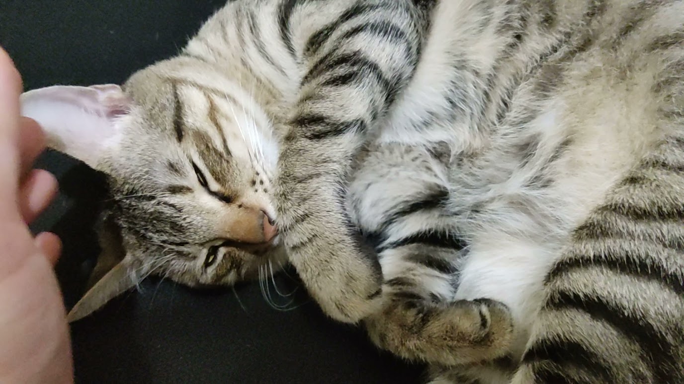 Another Cute Cat Moment