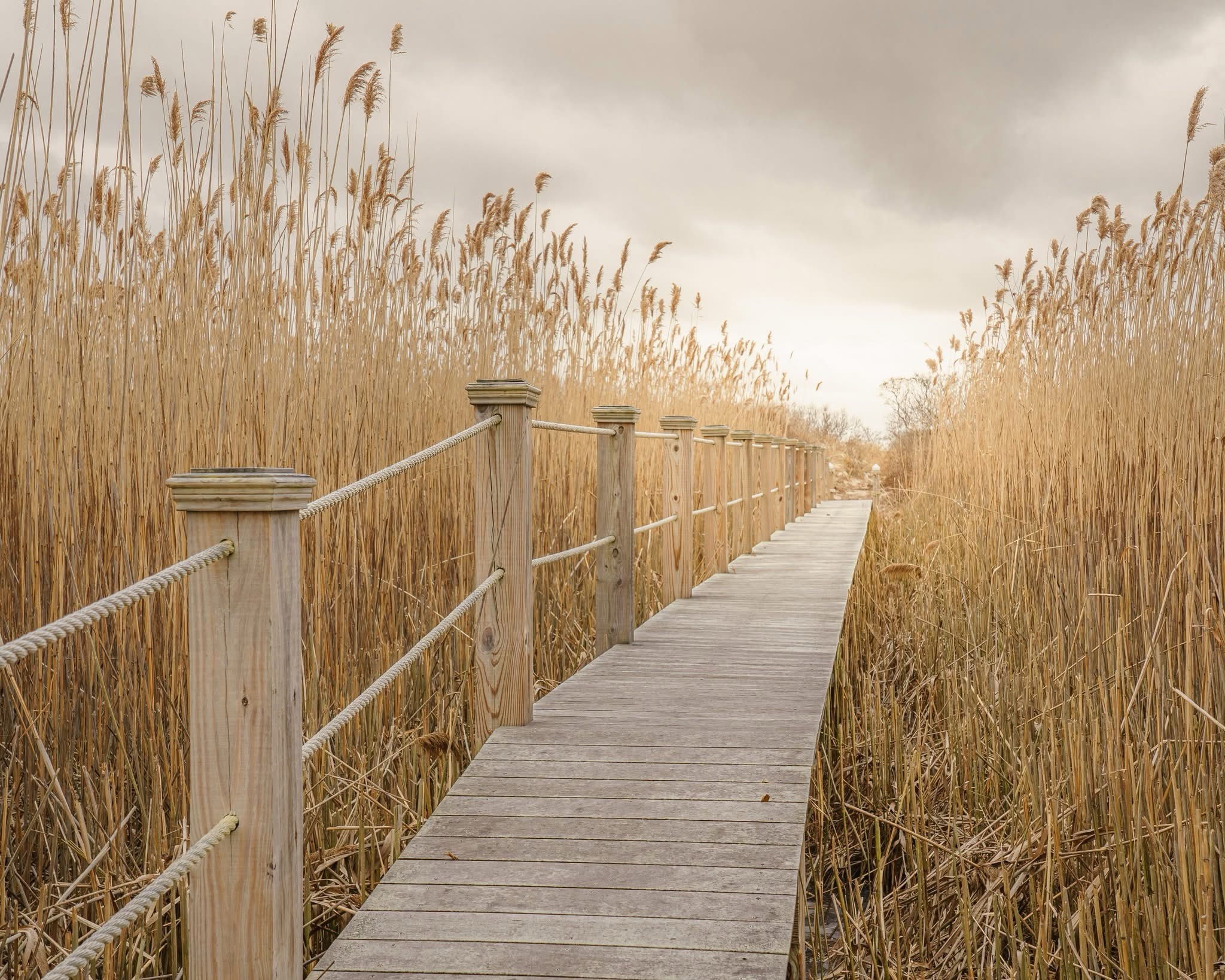 Nature's Hidden Oasis: The Tall Grass