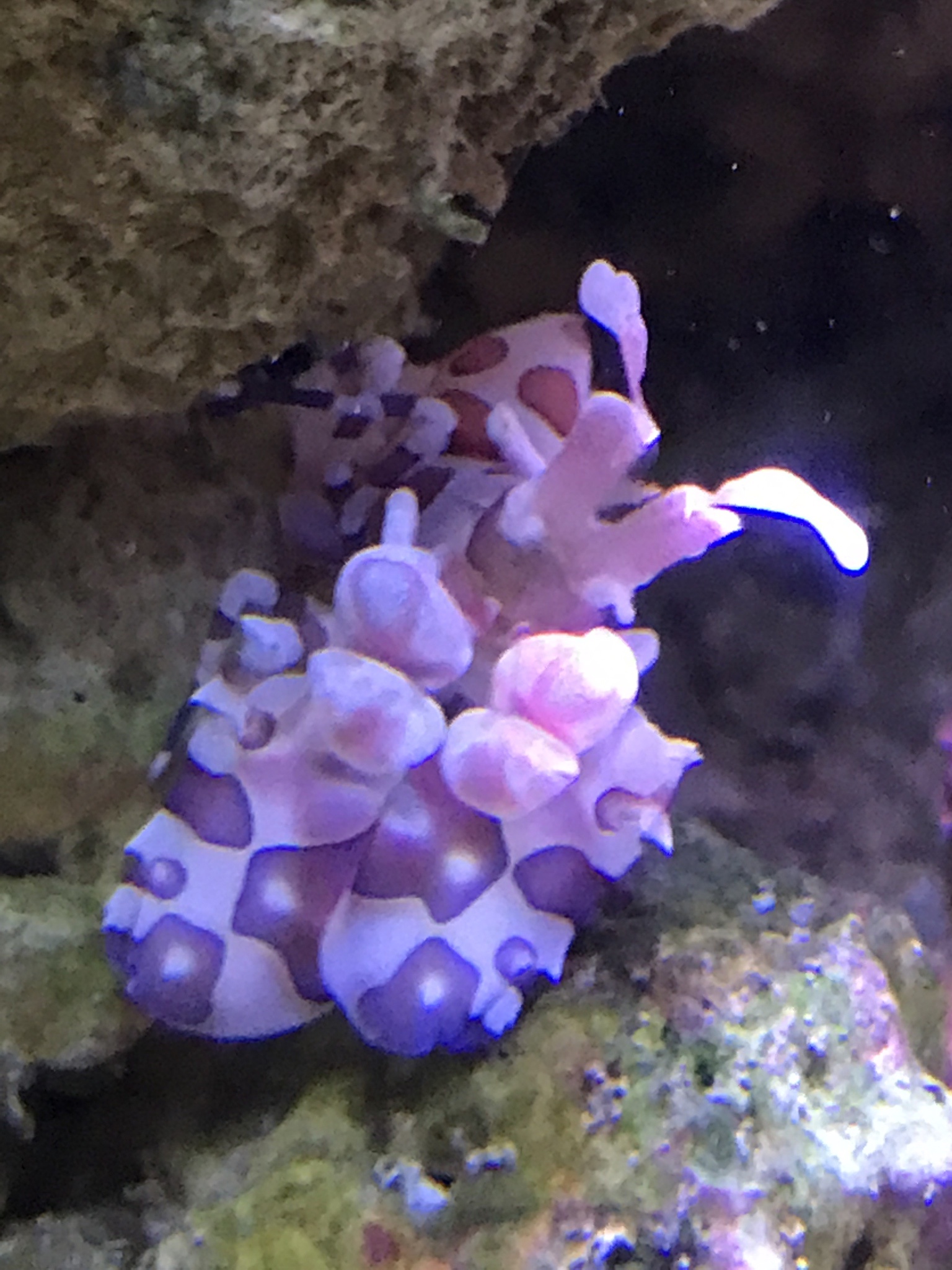 Meet My Harlequin Shrimp: A Colorful Addition to My Reef Tank