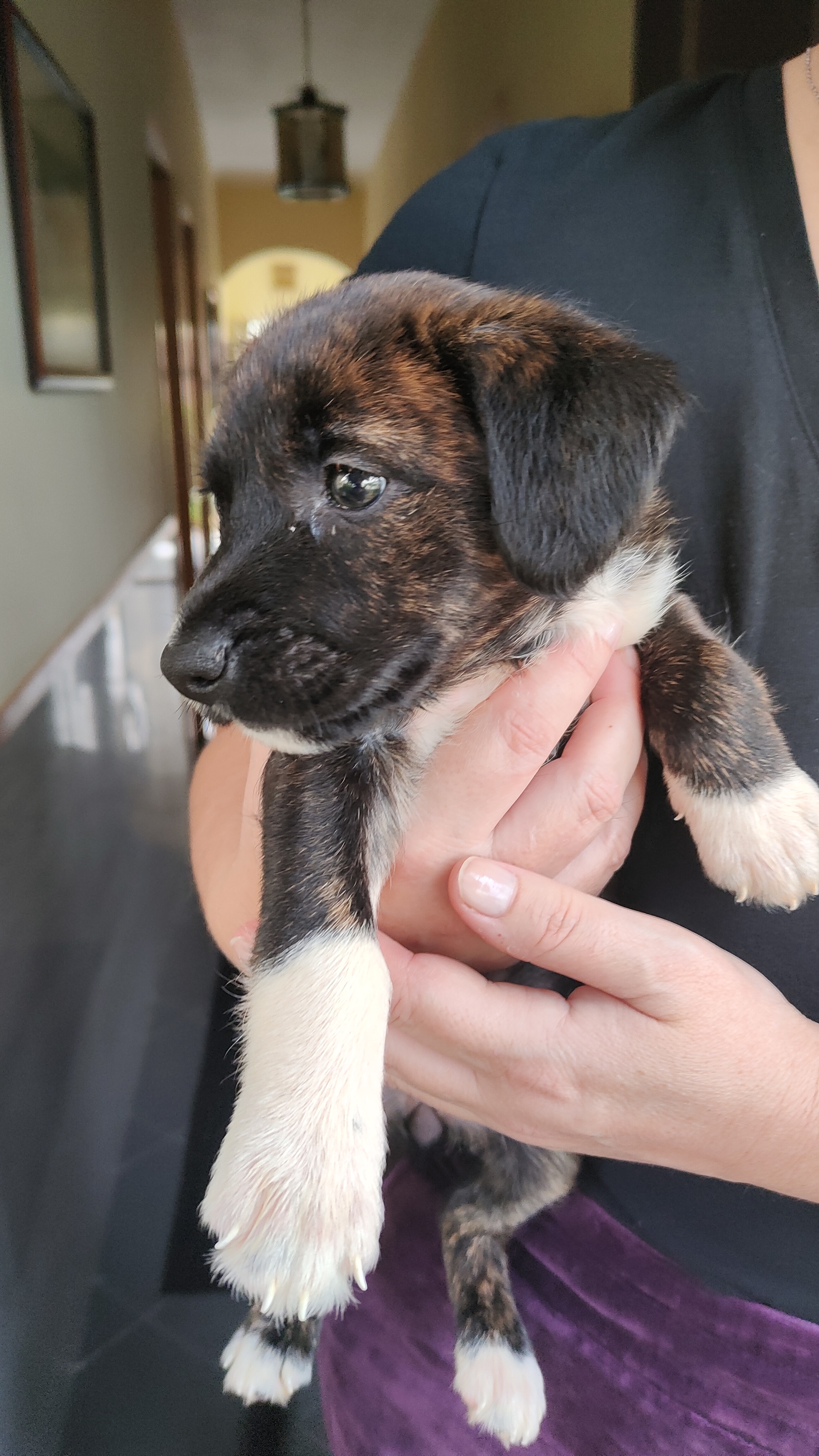 Meet my tiny but fierce companion!