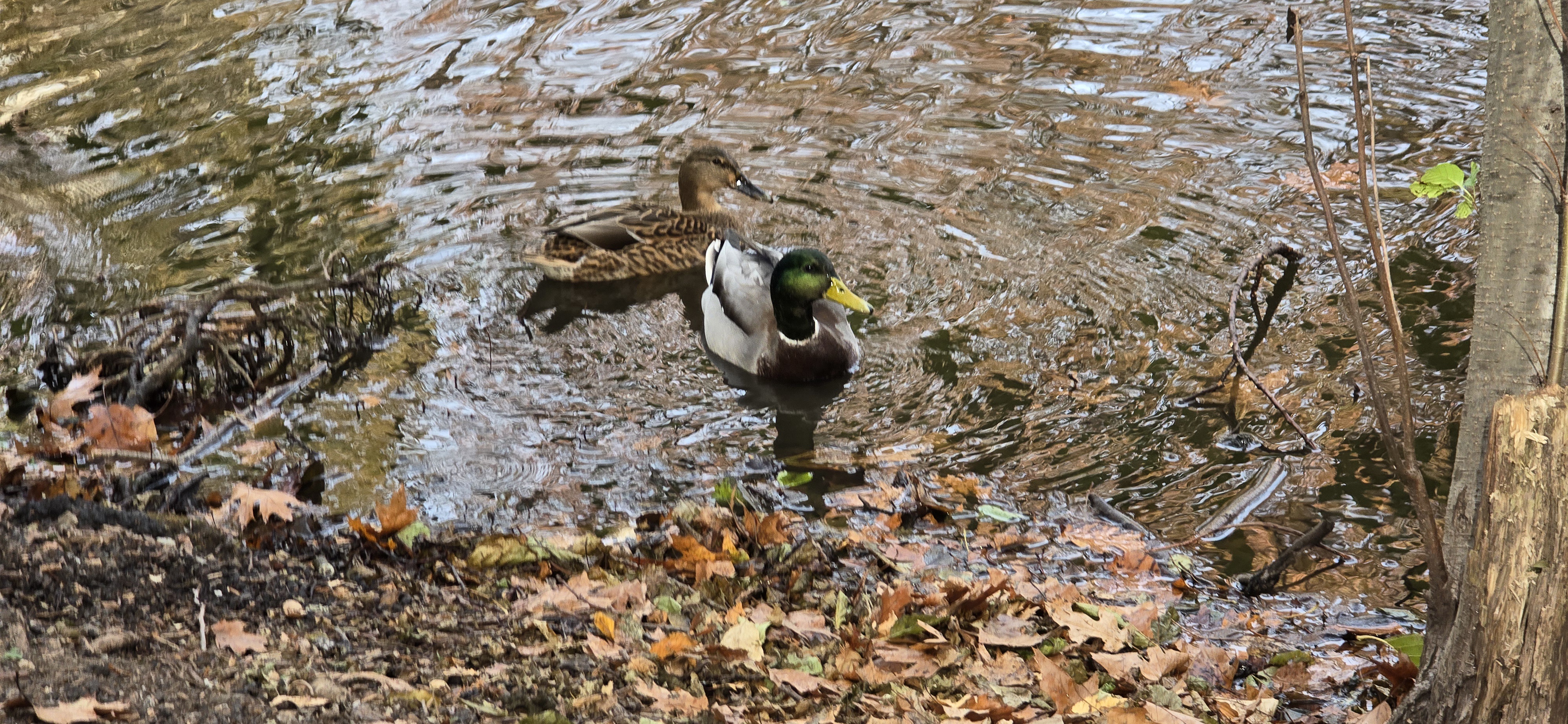The Fascinating World of Birds