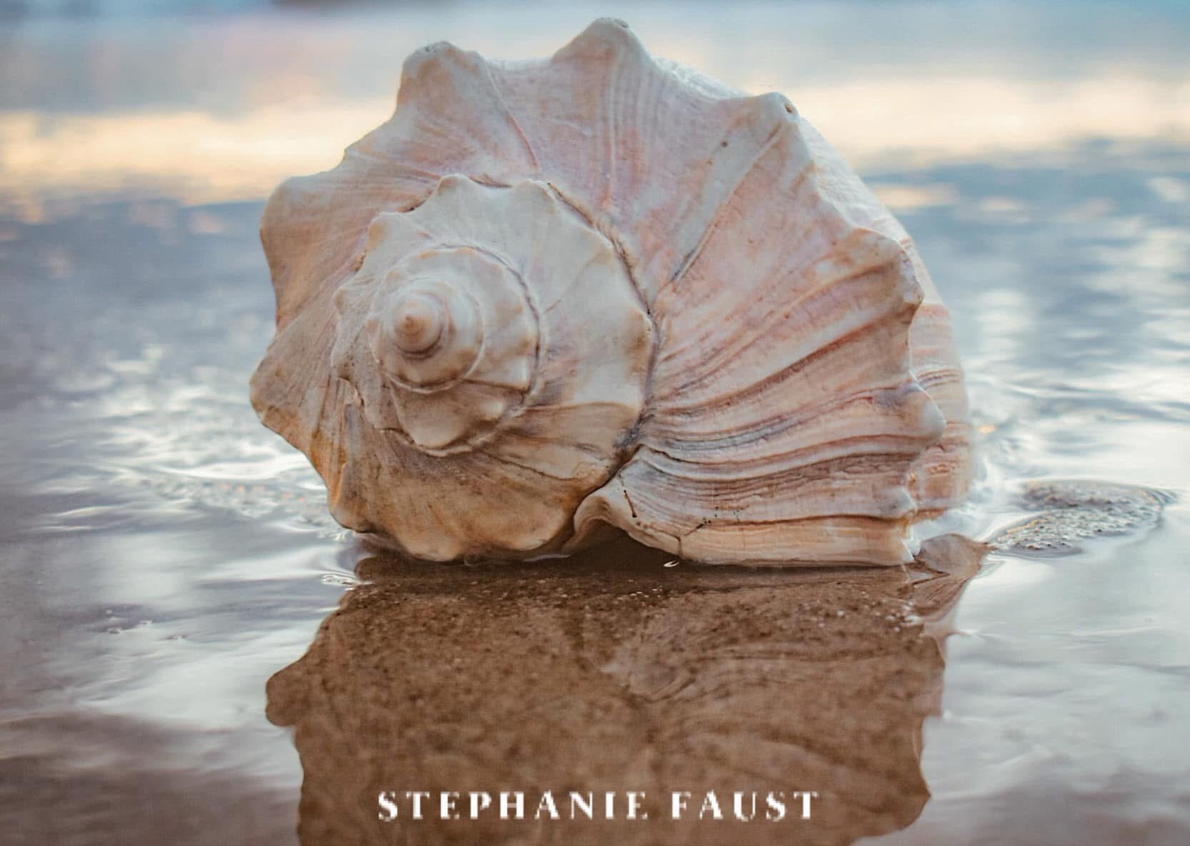 The Beauty of a Seashell