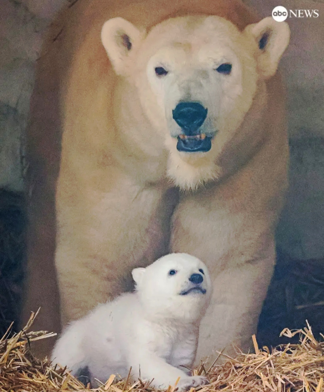 So Much Fluff, It's Unbelievable!