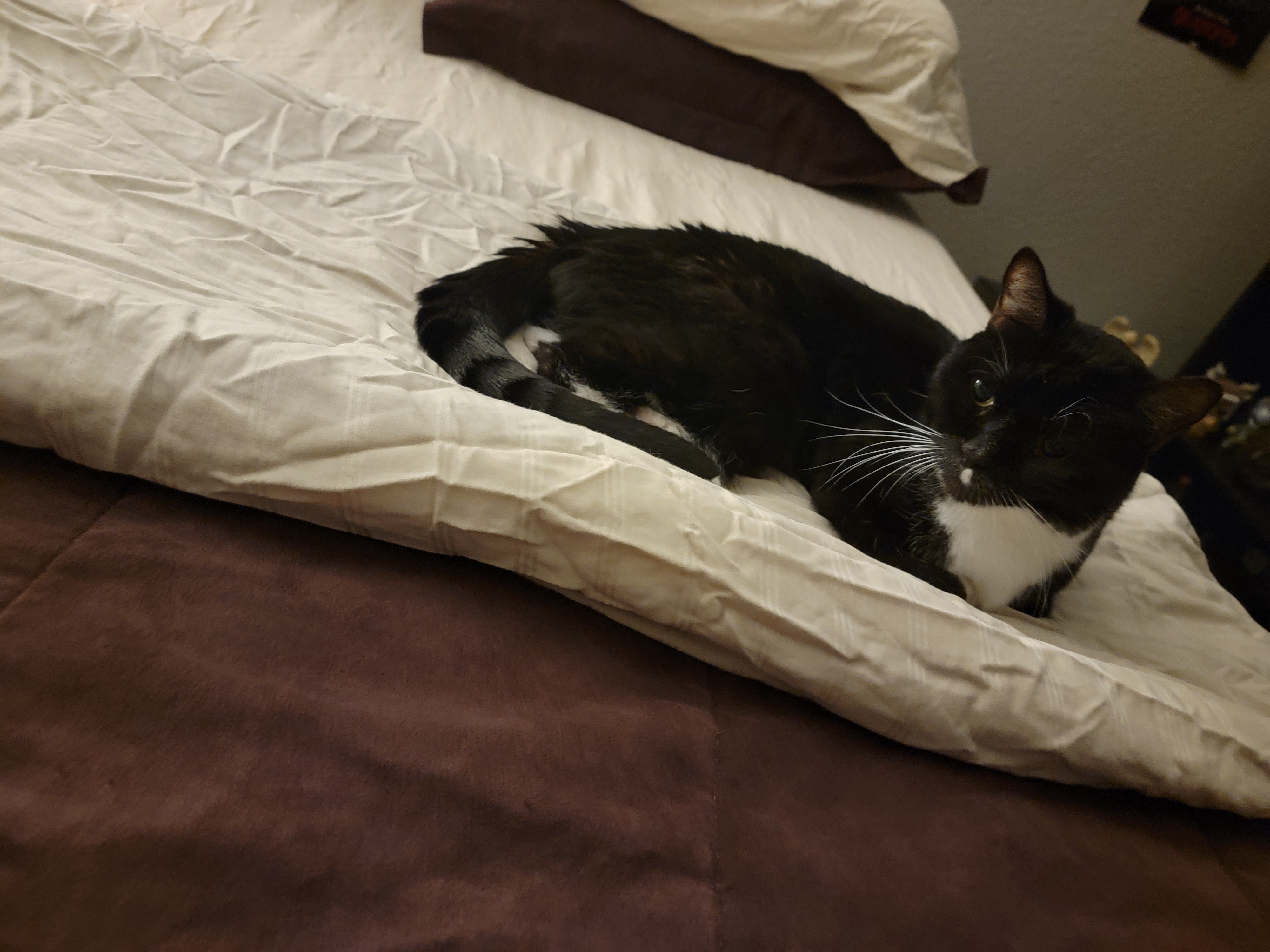 Another day, another adorable cat: #1277
