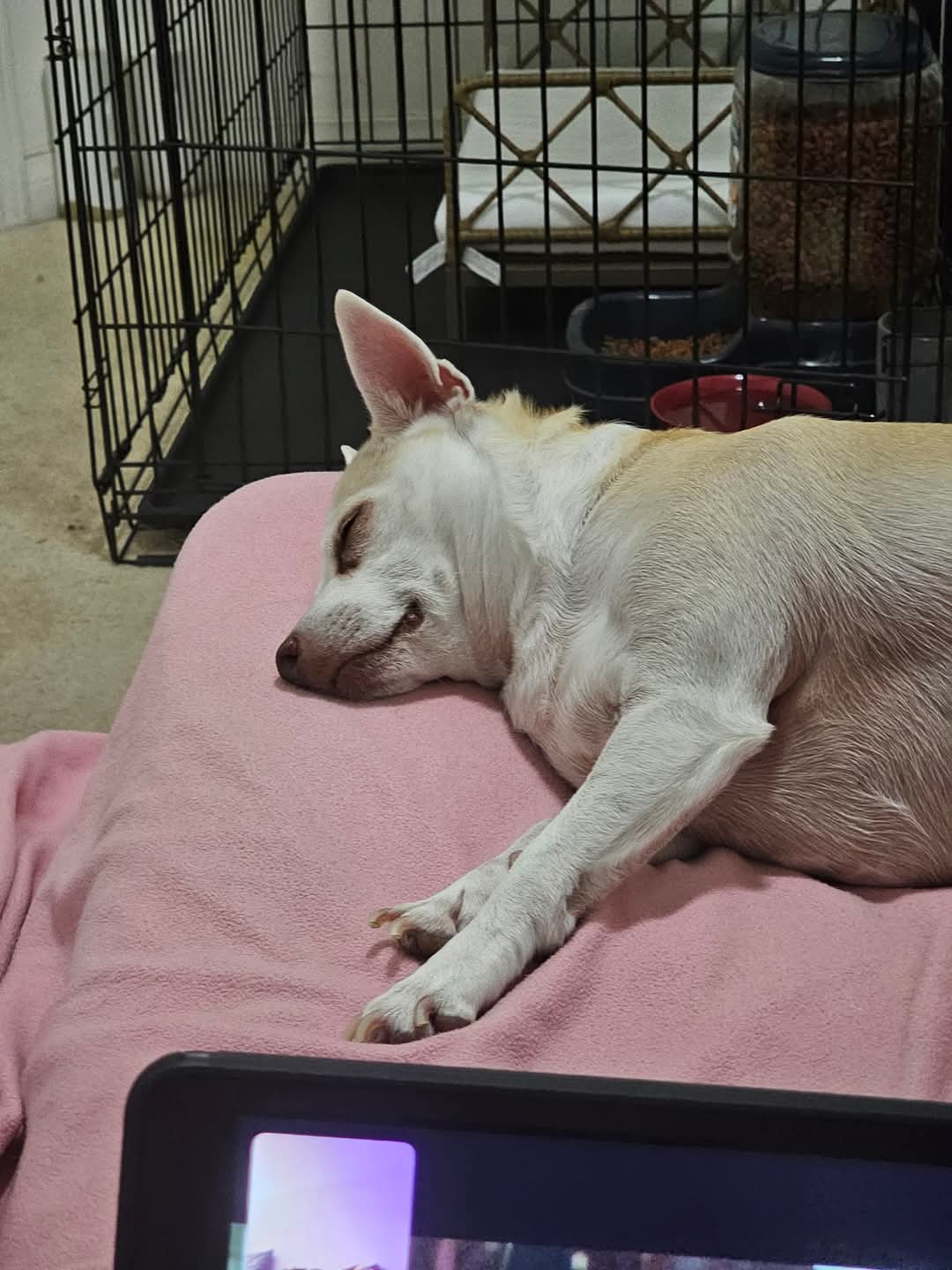 A nostalgic journey: My pup Daffodil and I through the years, Part 3