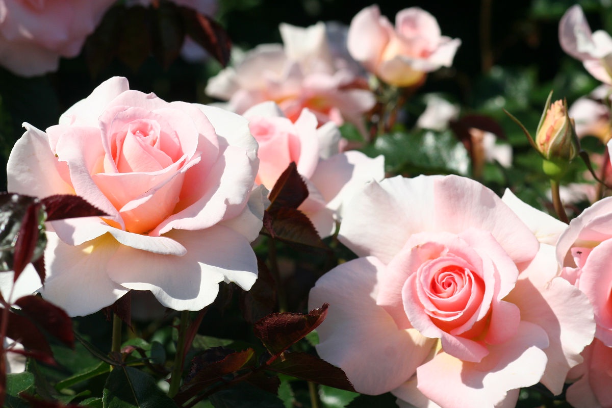 A Glimpse into the Keisei Rose Garden - May 2013