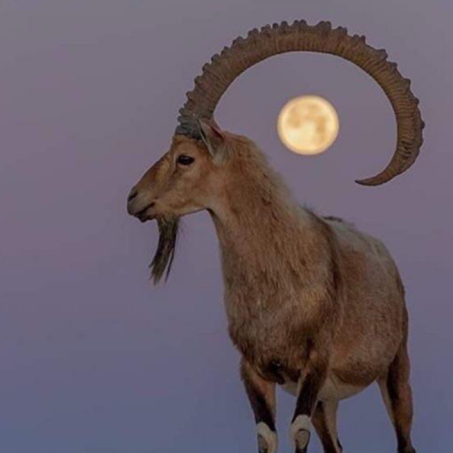 The Majestic Ibex