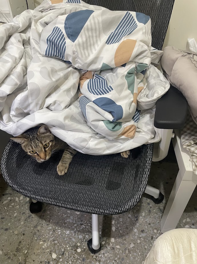 Adorable Cat Antics