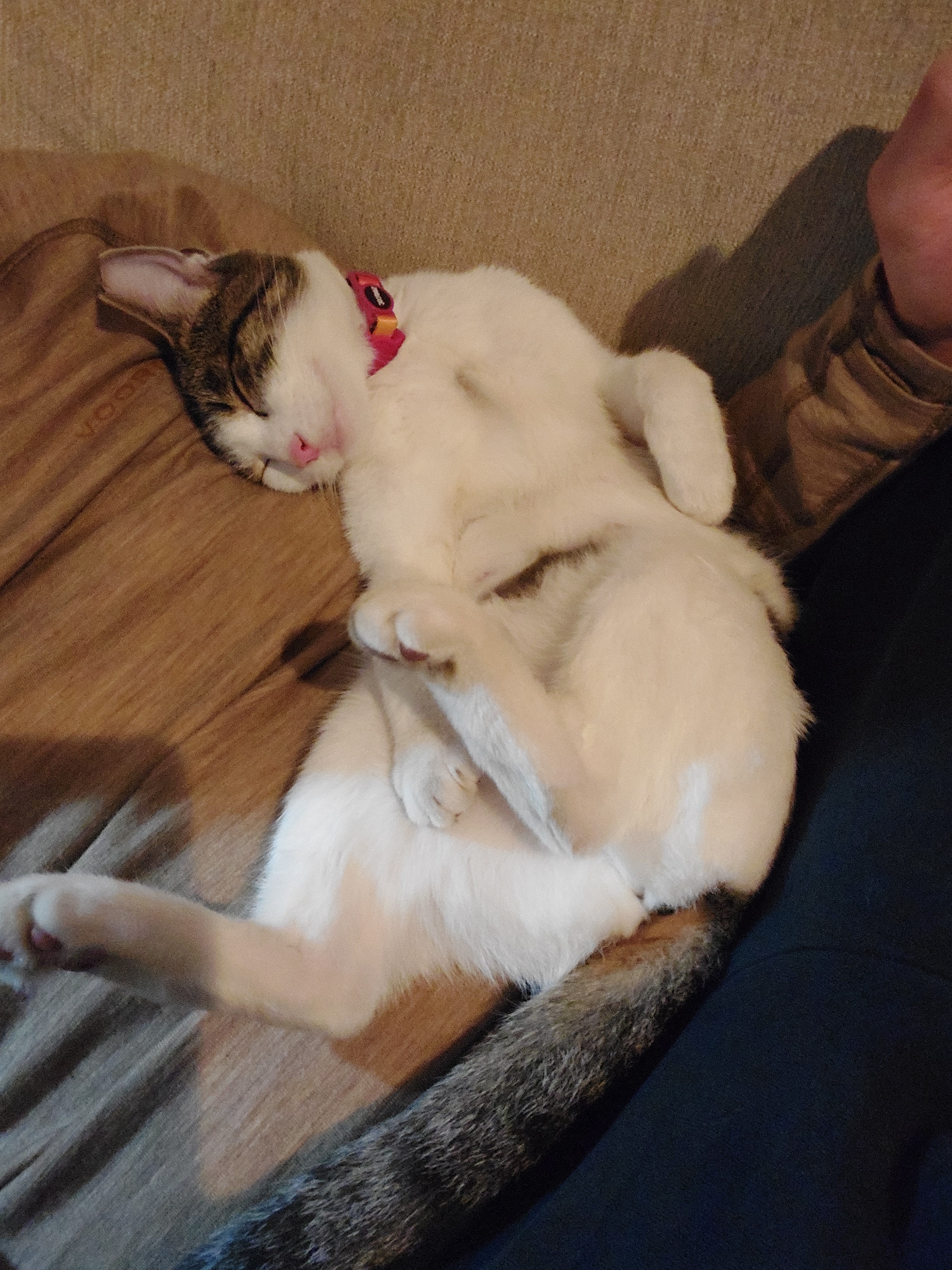 Meet My Adorable Kitty, Mira!