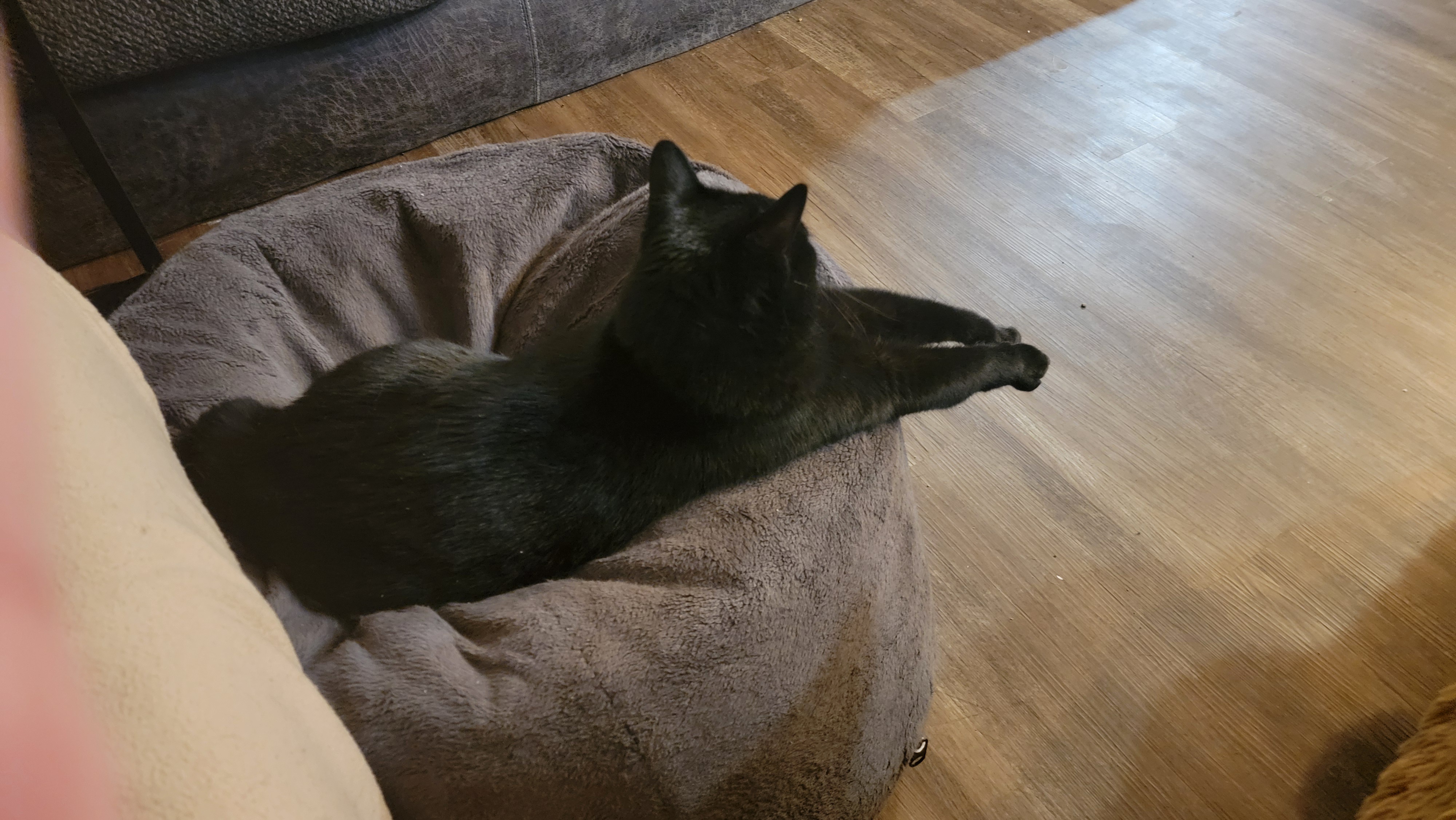 My adorable little kitty, the love of my life