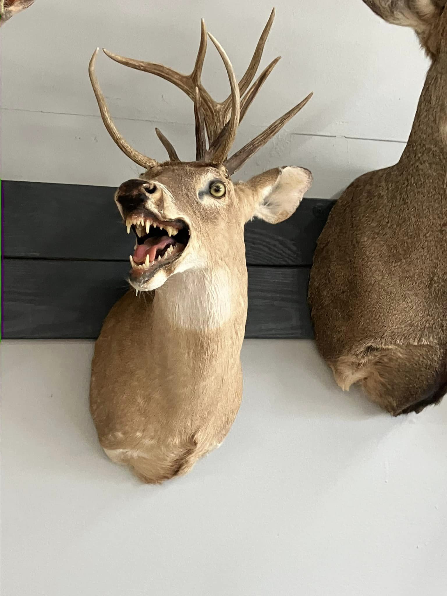Introducing Poochie Buck: The Adorable Star of the Show