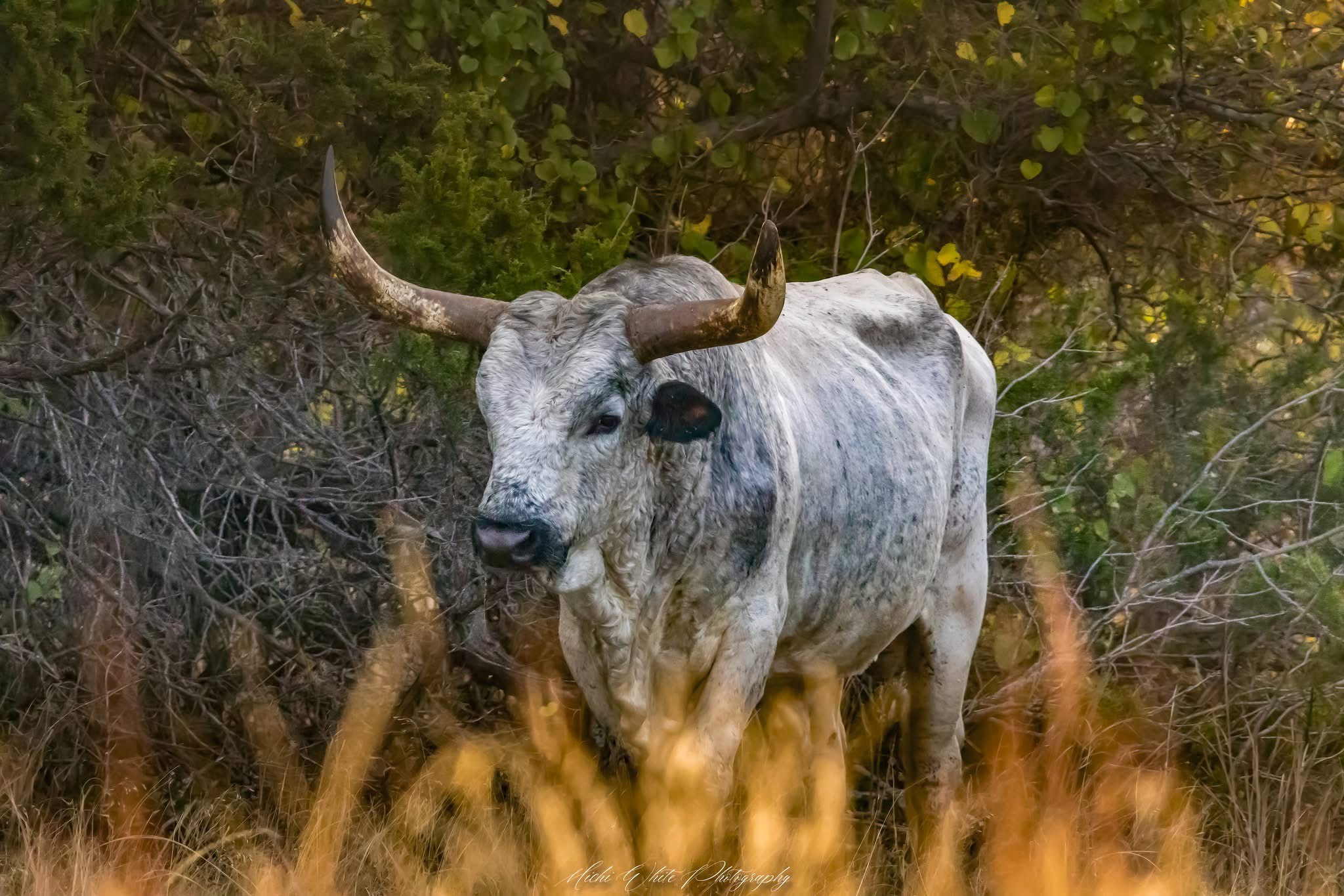 The Mighty Longhorn: A Symbol of Strength
