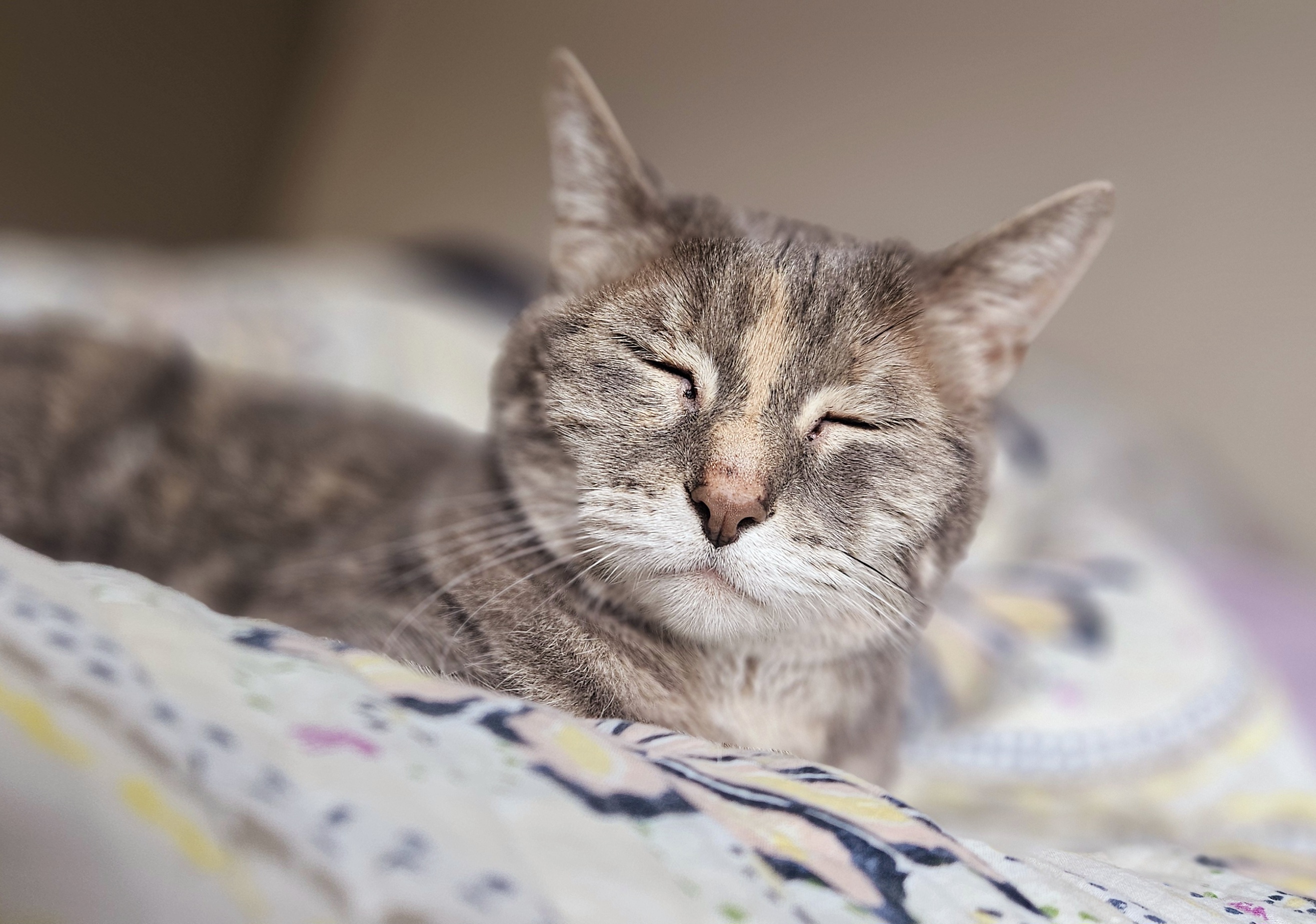 Allow me to introduce my cat, Misha.