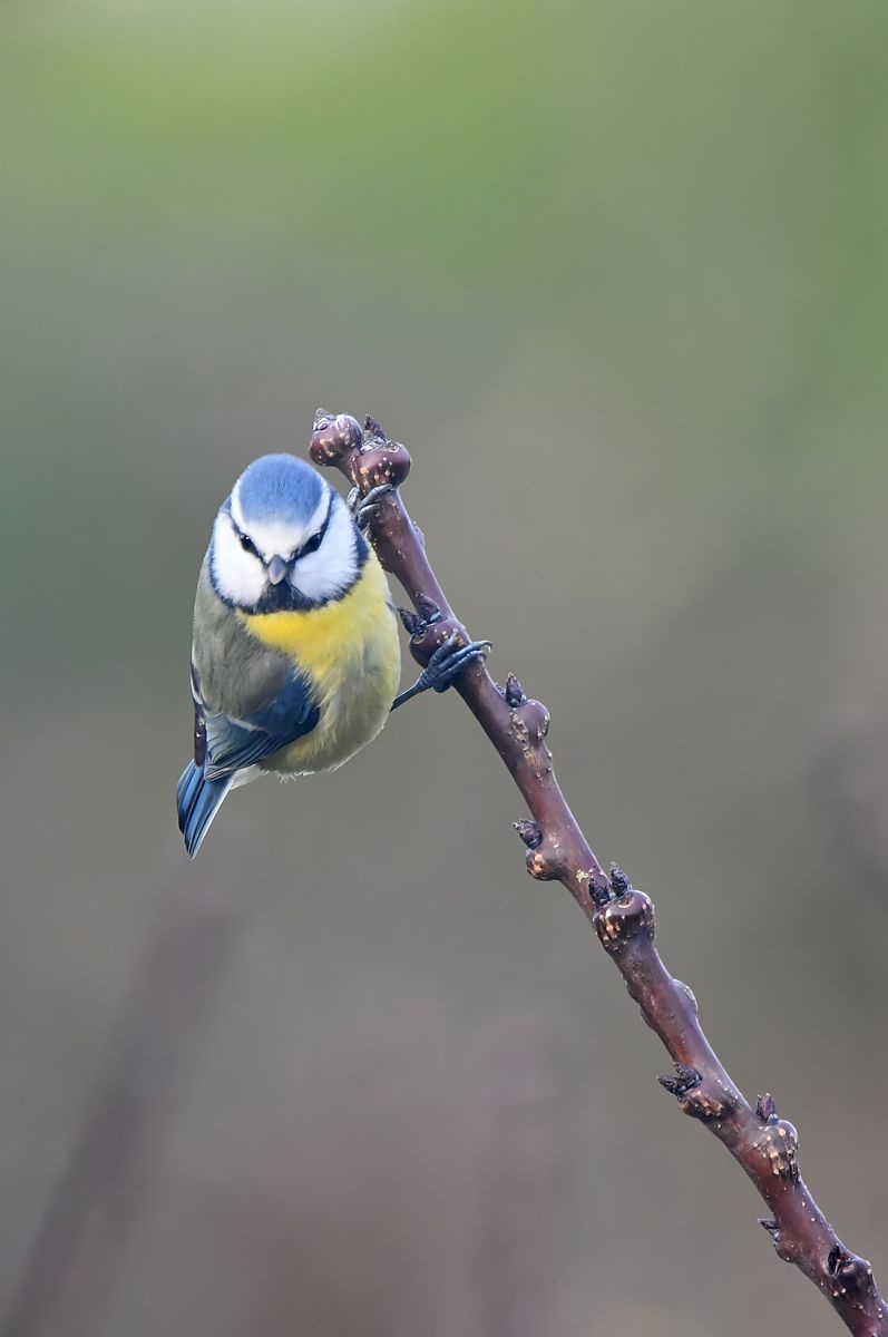 Mésange Bleue: A Glimpse from France's Vienne Department on 11/24
