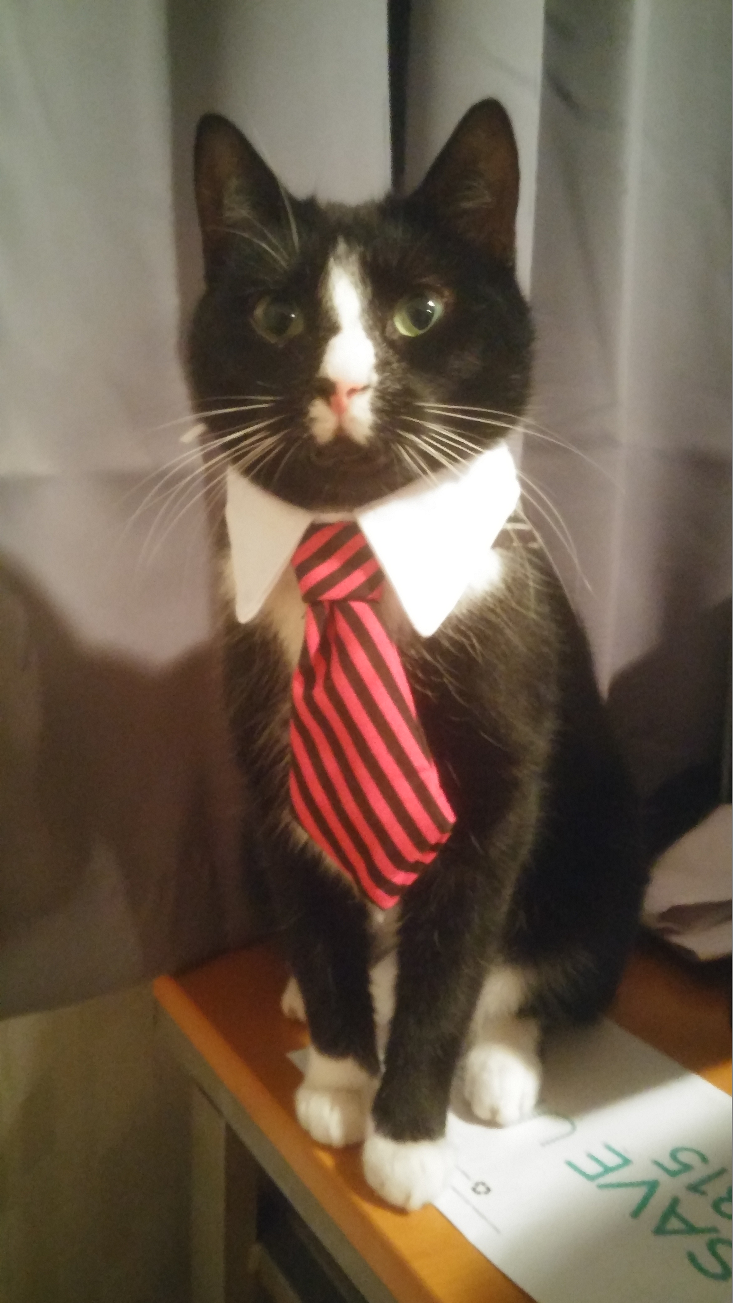 Celebrating My Cake Day with a Cat Photo!