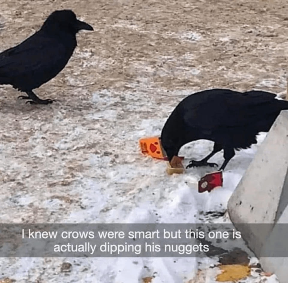 I can't help but upvote adorable birds!