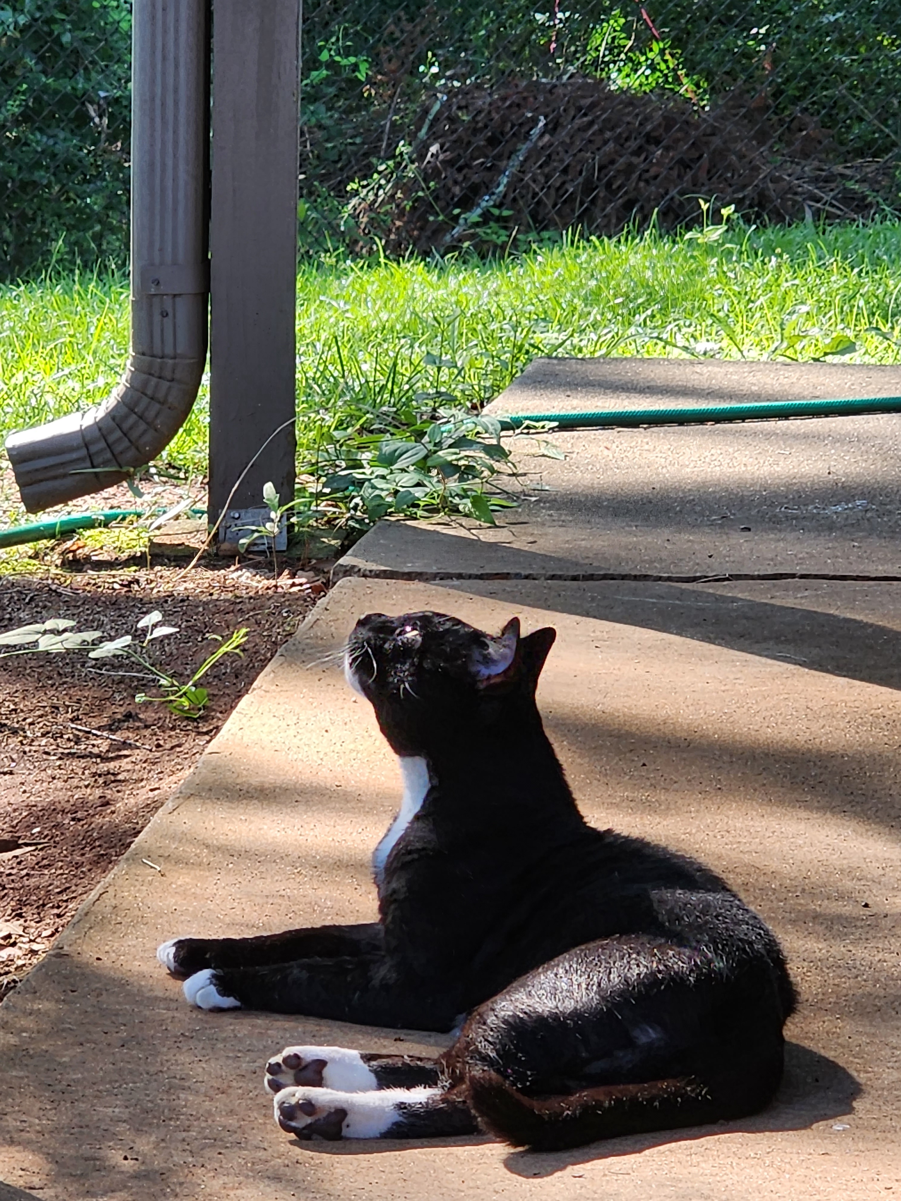 The Radiant Sun Cat!