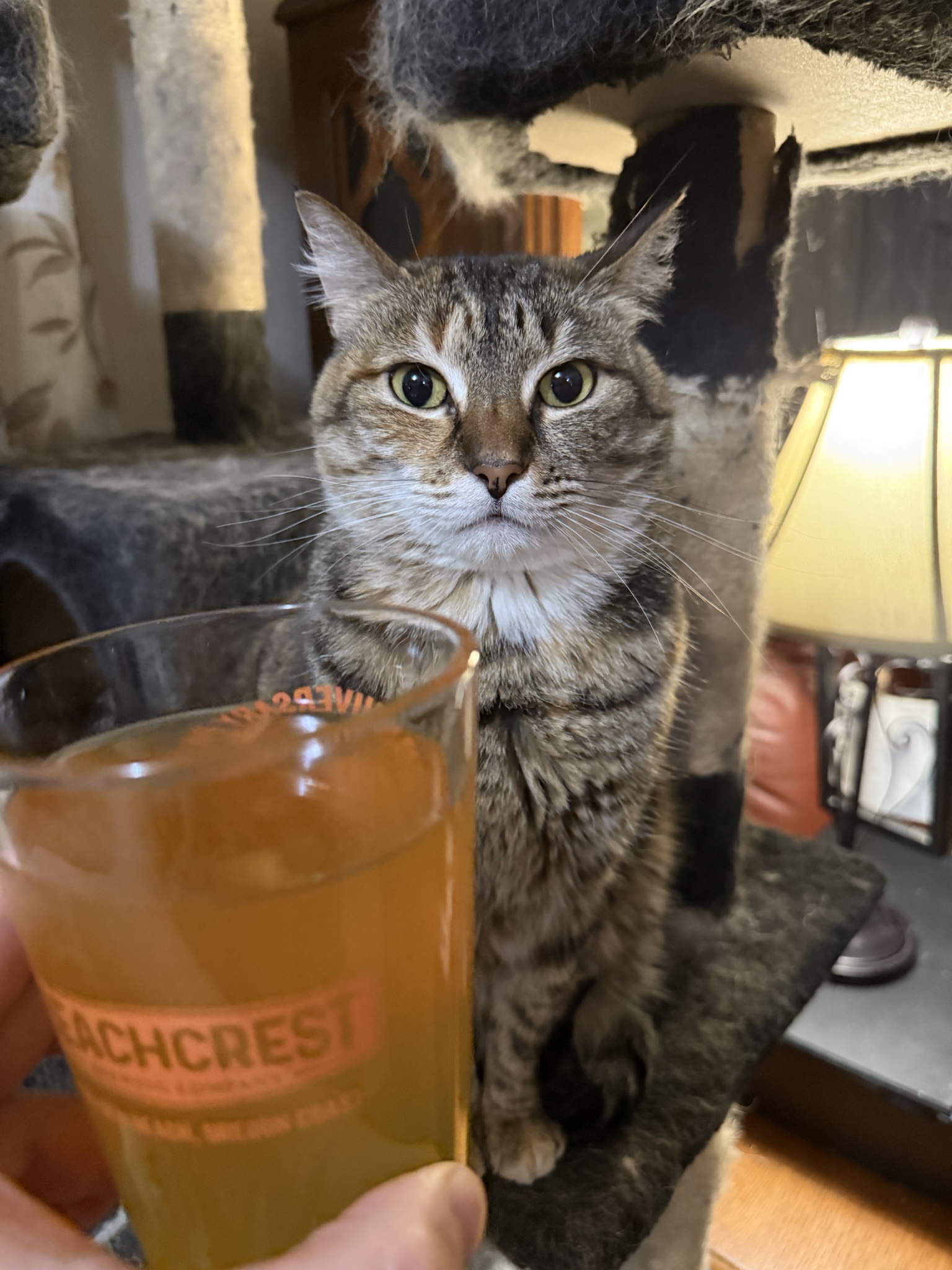 Celebrating Caturday Late: Here's My 16th Batch of Hard Kombucha!