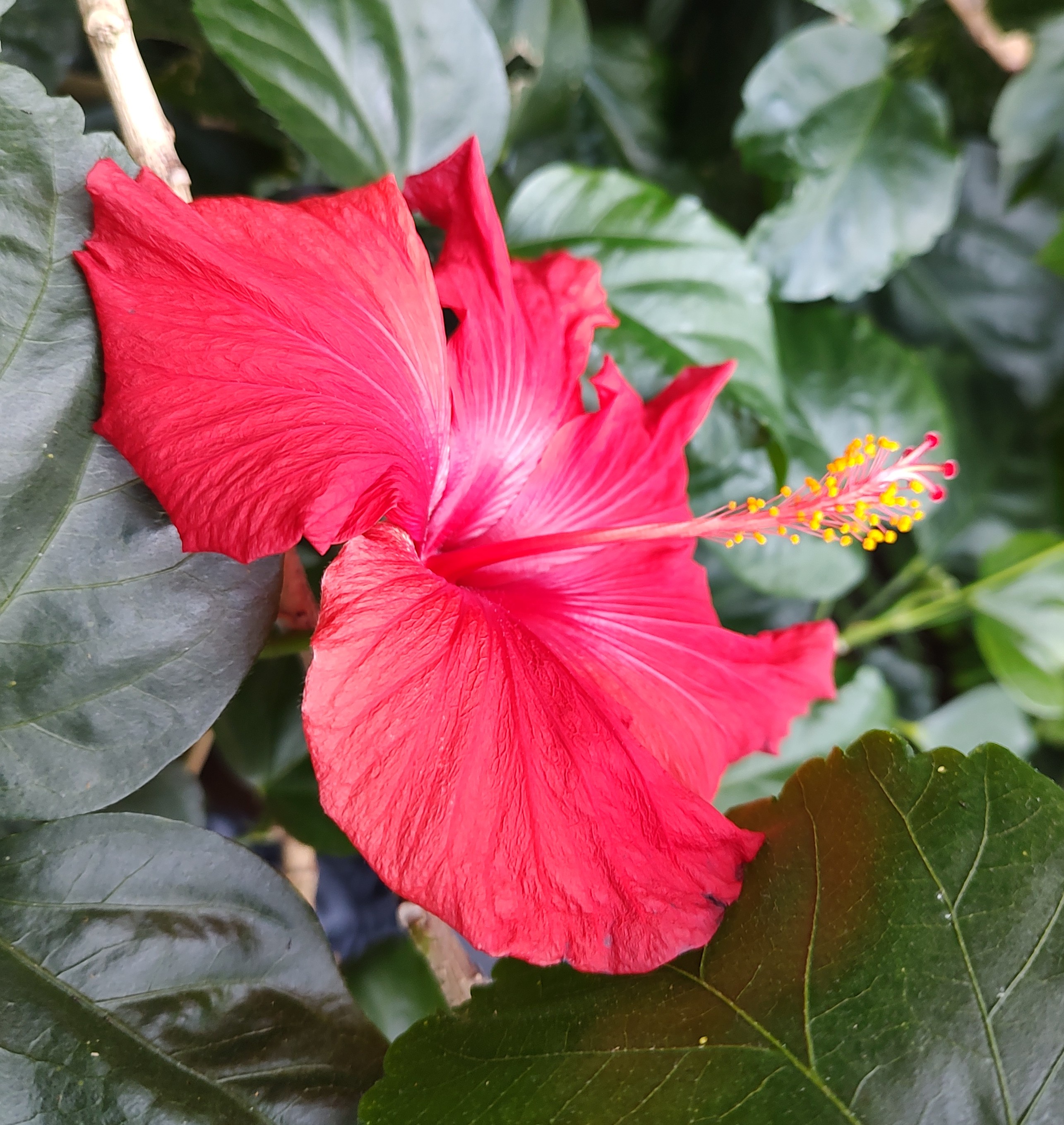 Today's Stunning Hibiscus Blooms - January 7, 2025