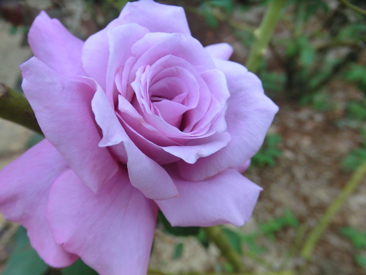 A glimpse into the Yatsu Rose Garden from October 2013